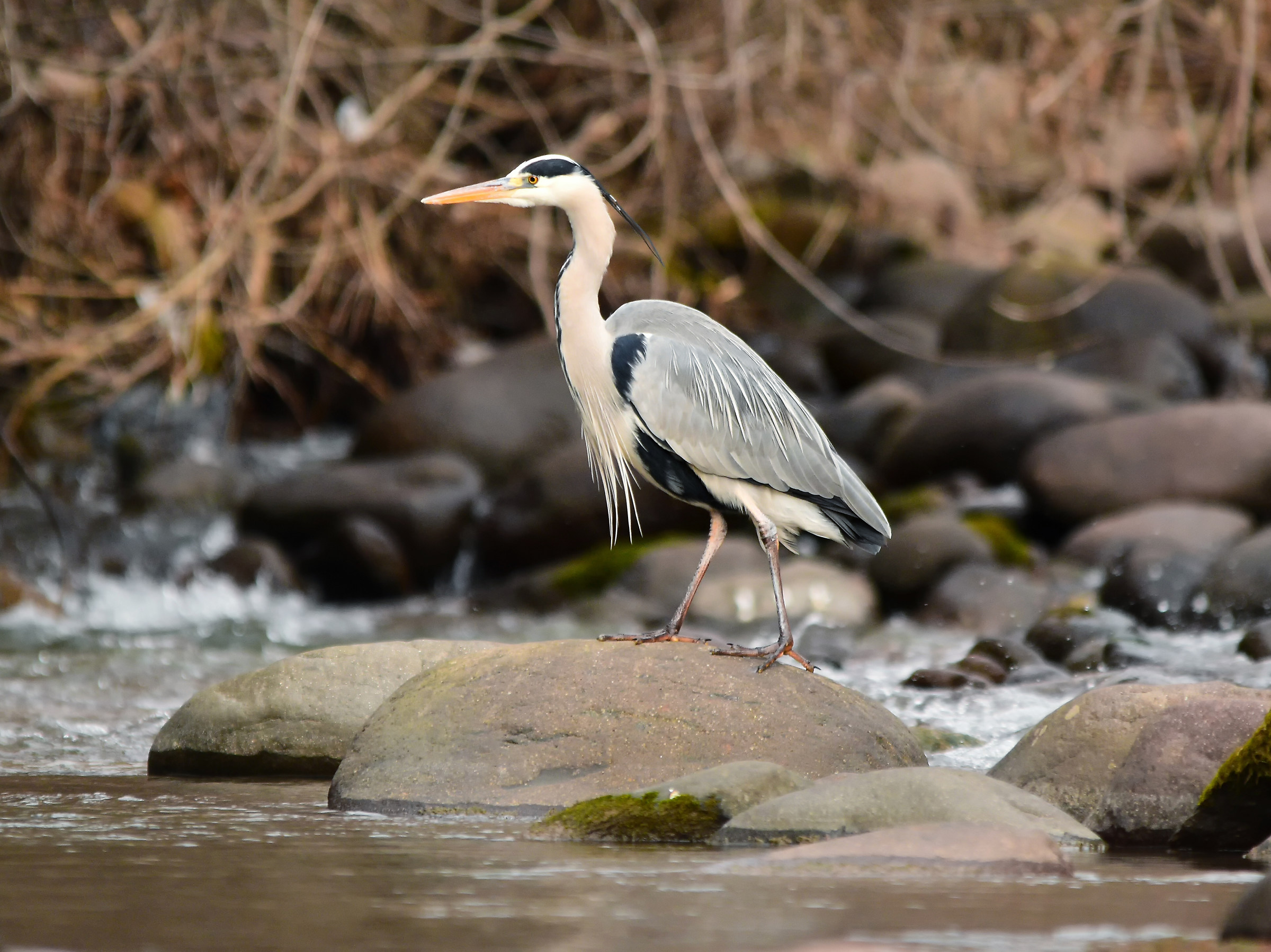 Gray heron