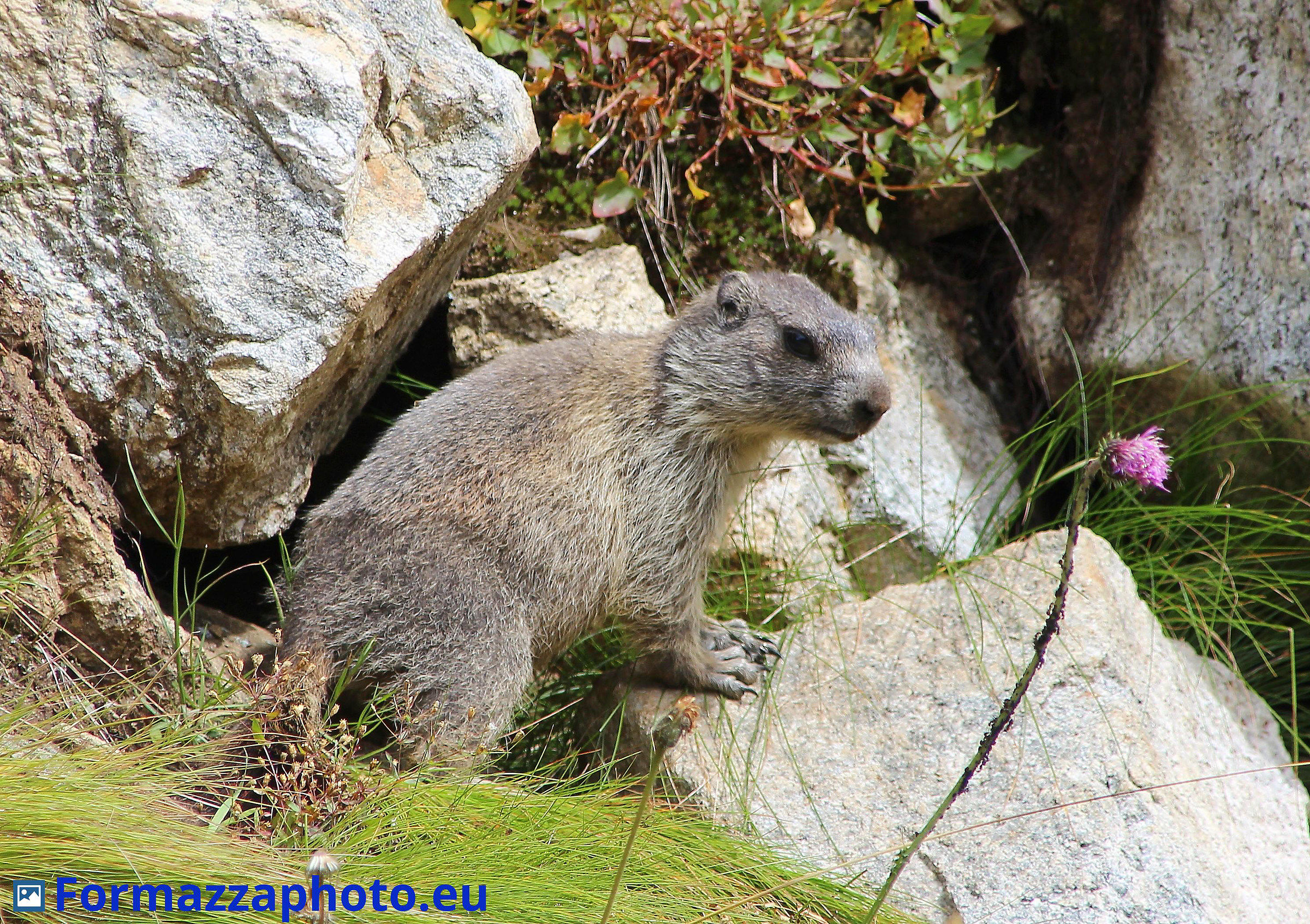 Marmot with Vannino