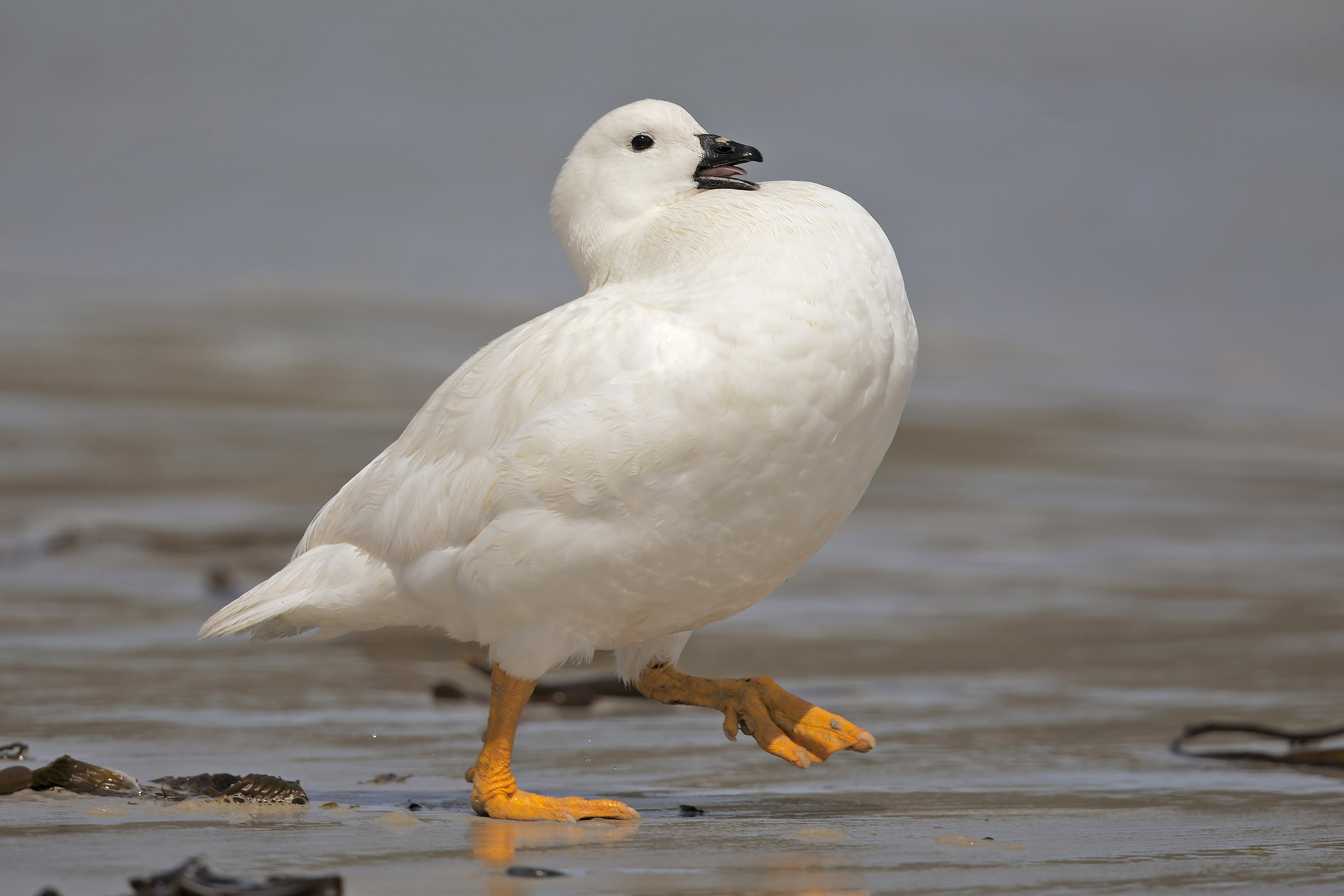 The step of the goose