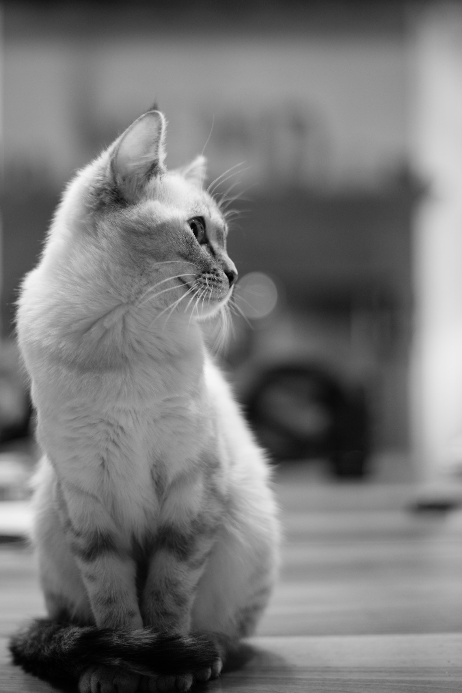 My White Cat is born Stanca ....