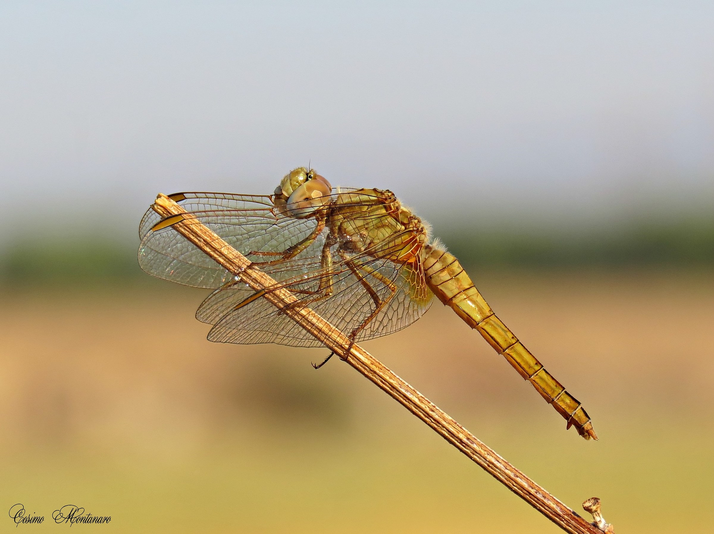 Dragonfly