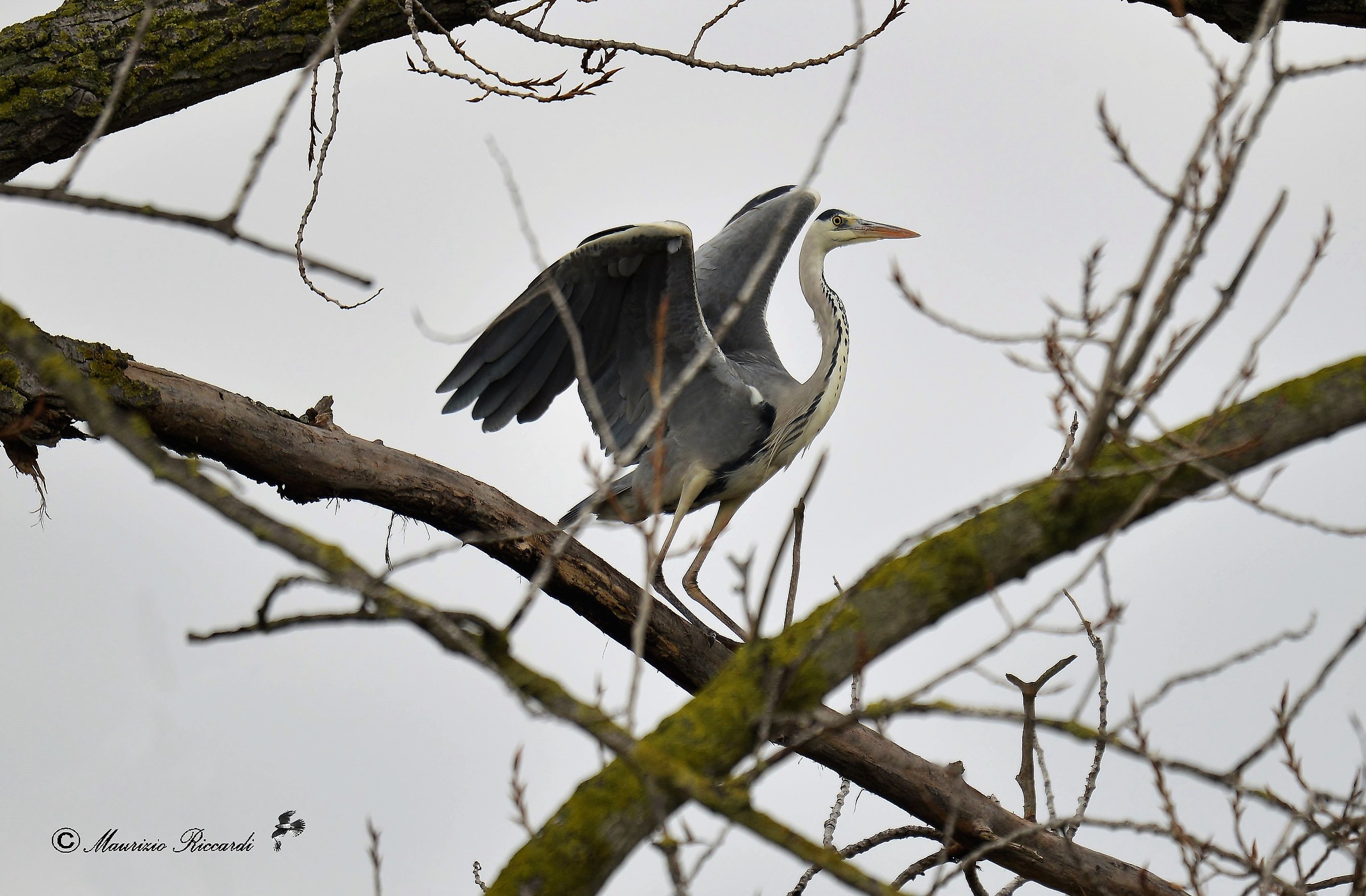 Gray heron