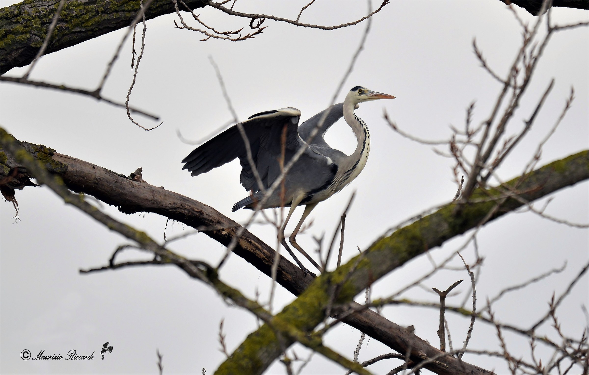 Gray heron