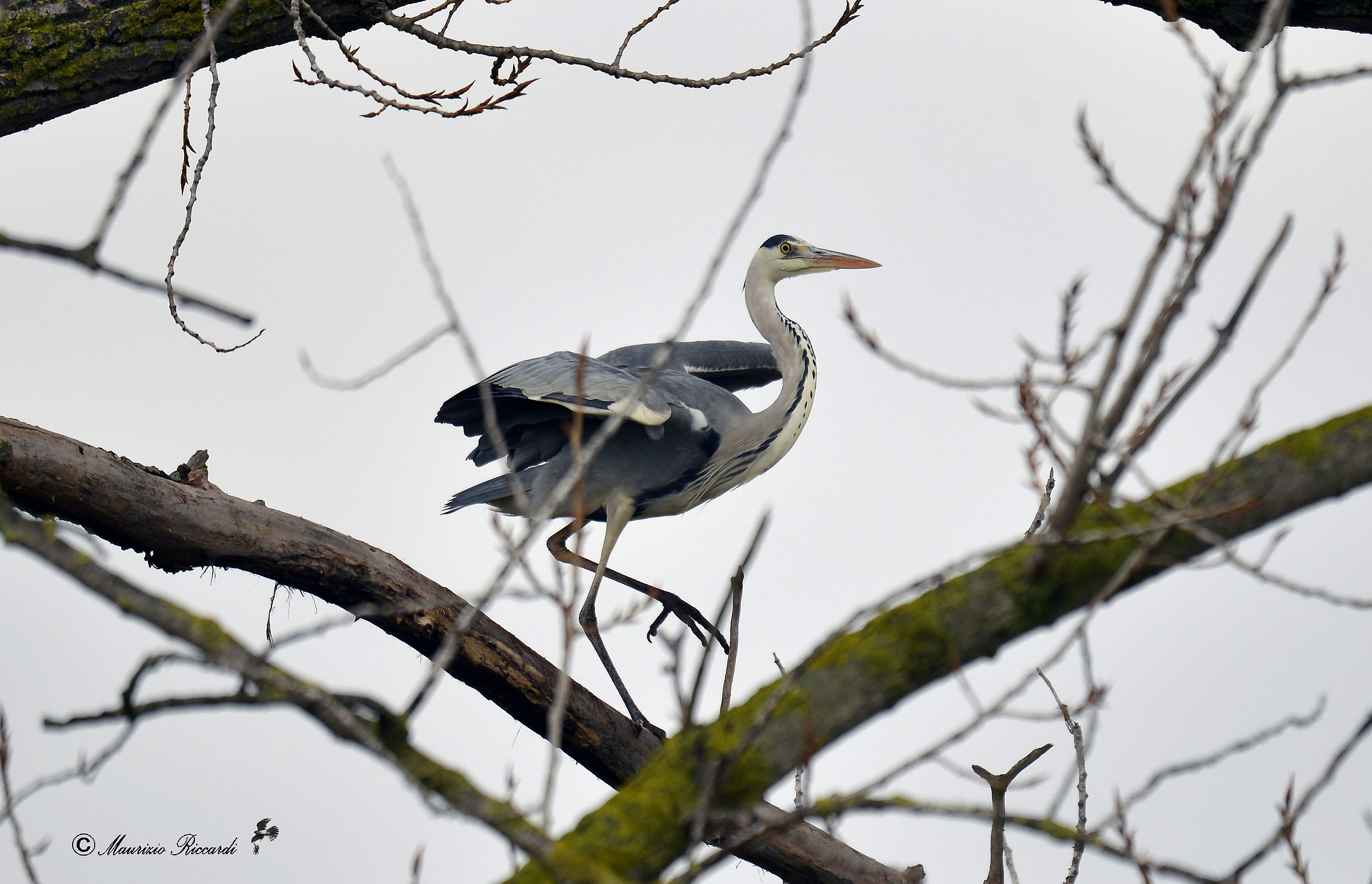 Gray heron
