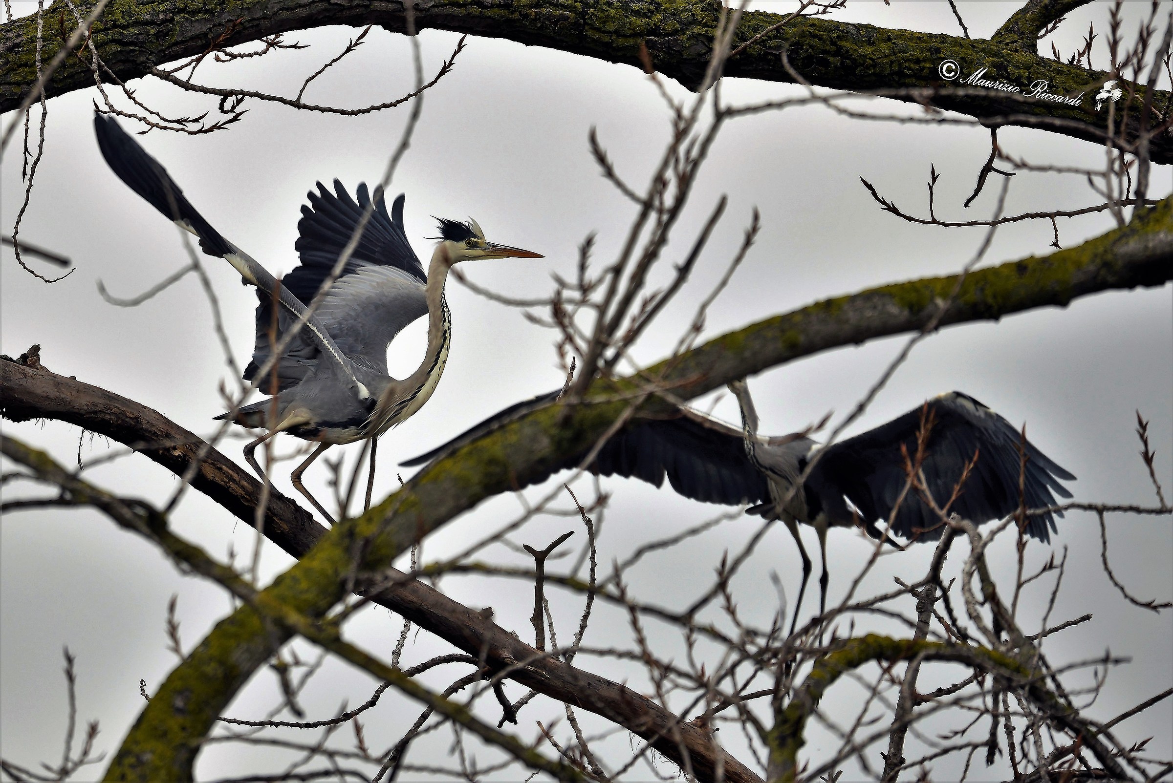 Gray heron