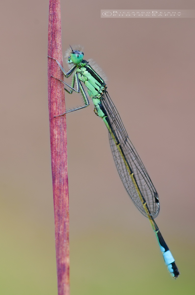Ischnura elegans