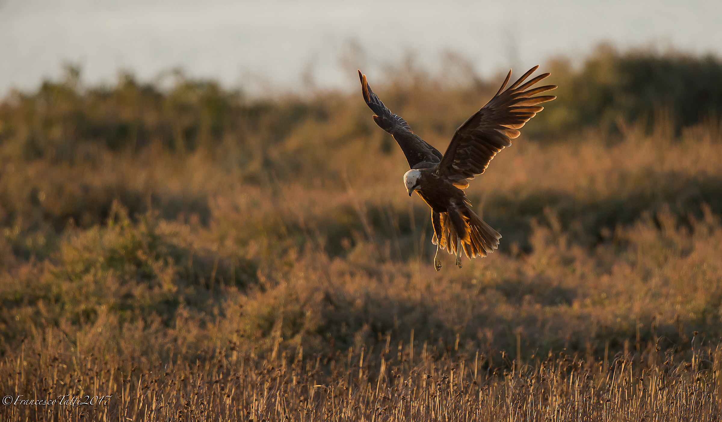Falco di palude a caccia al tramonto