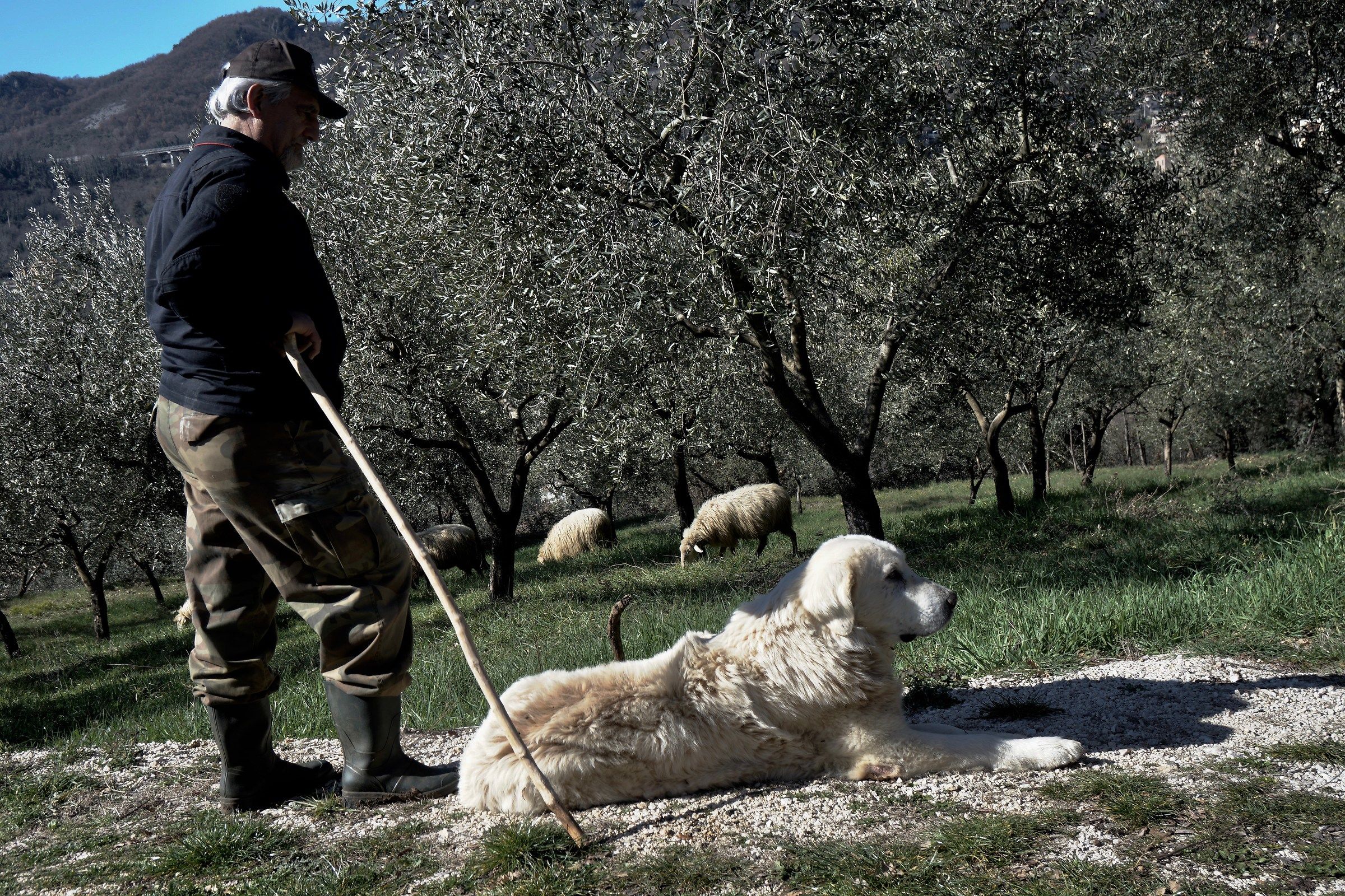 A shepherd and his dog