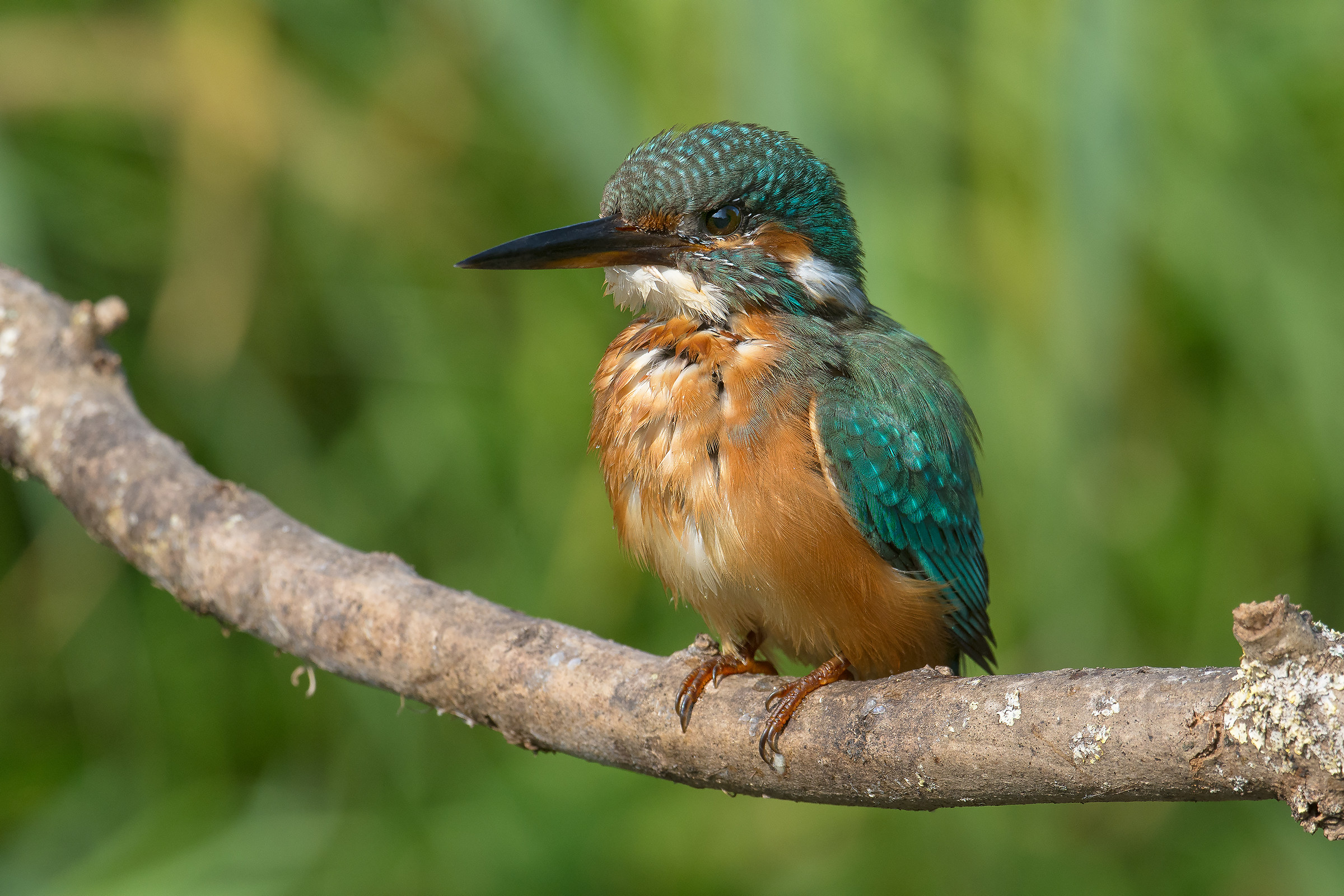 A martina in wet suit