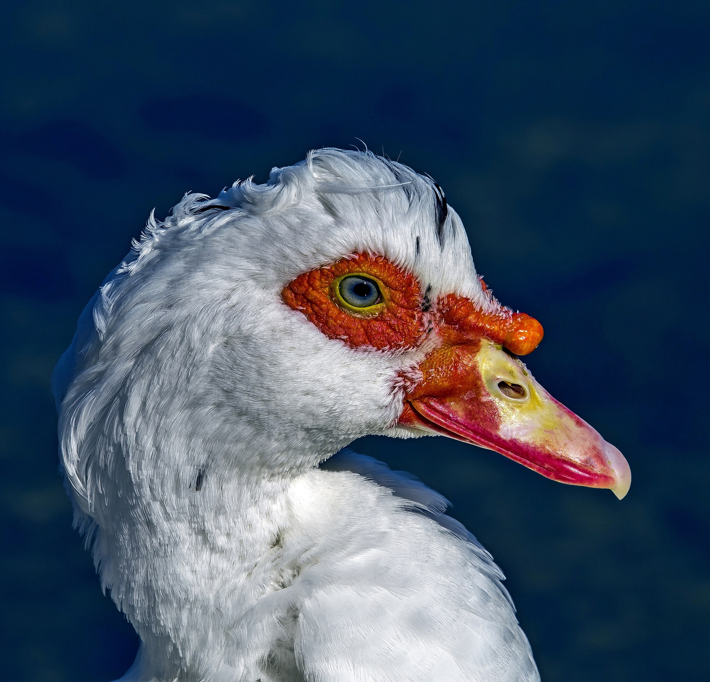 White muscovy duck
