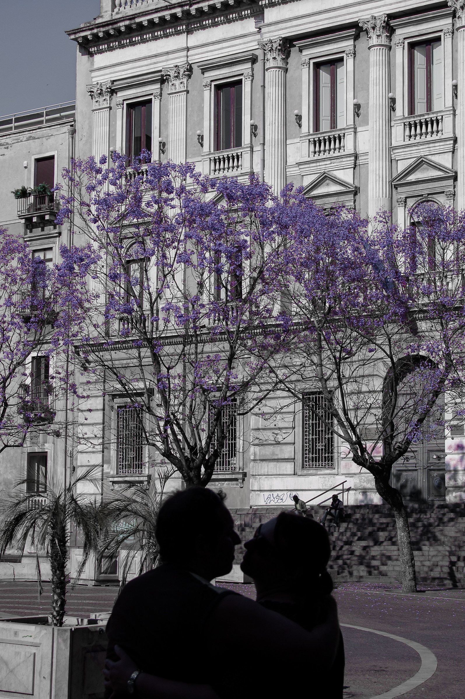 Romantica Jacaranda..