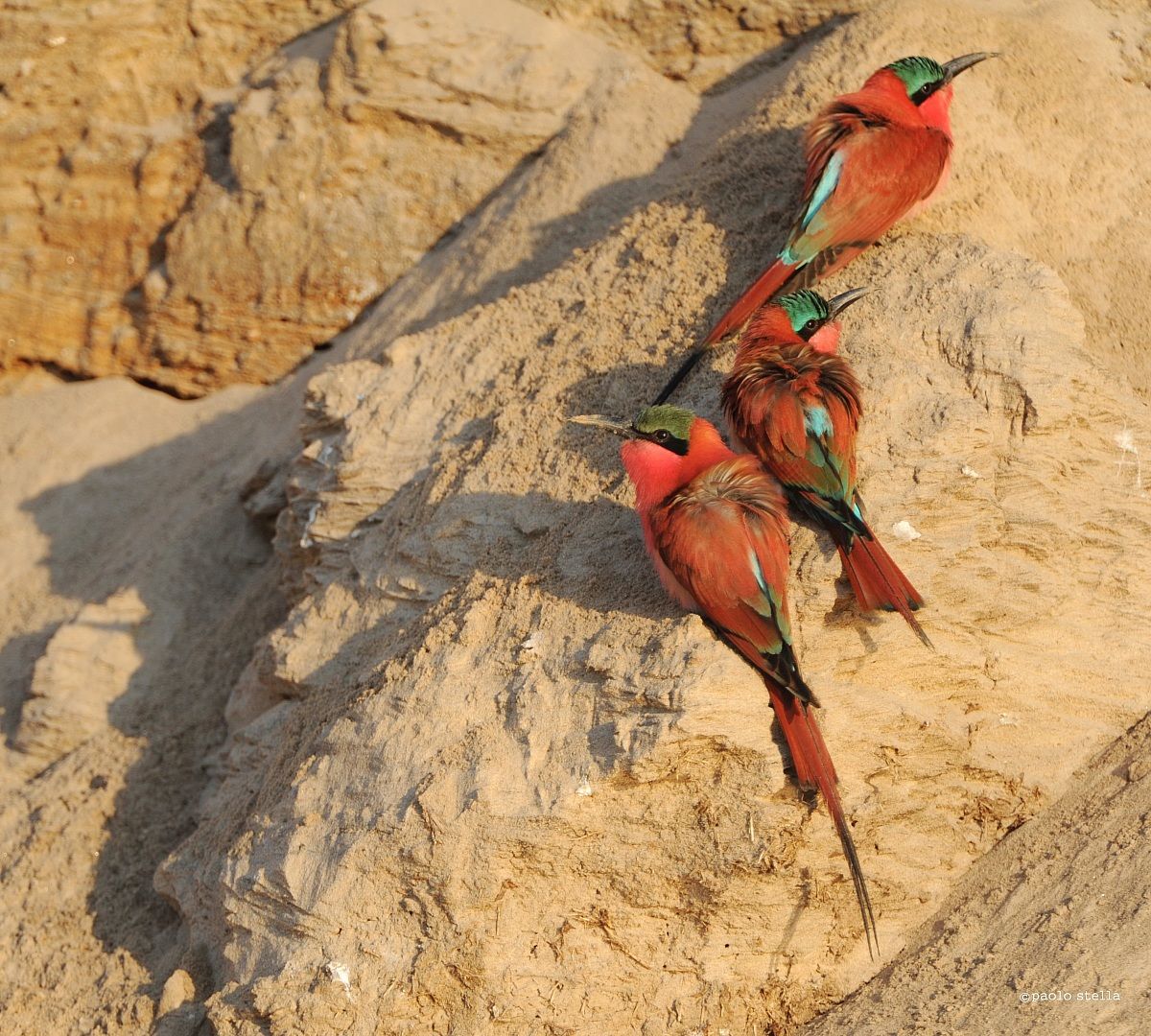 Carmine Bee-eater on the river