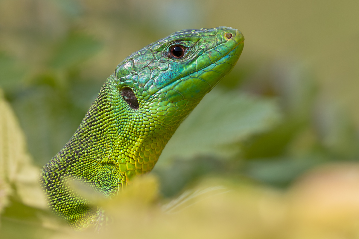 Portrait of Ramarro (Lacerta bilineata).