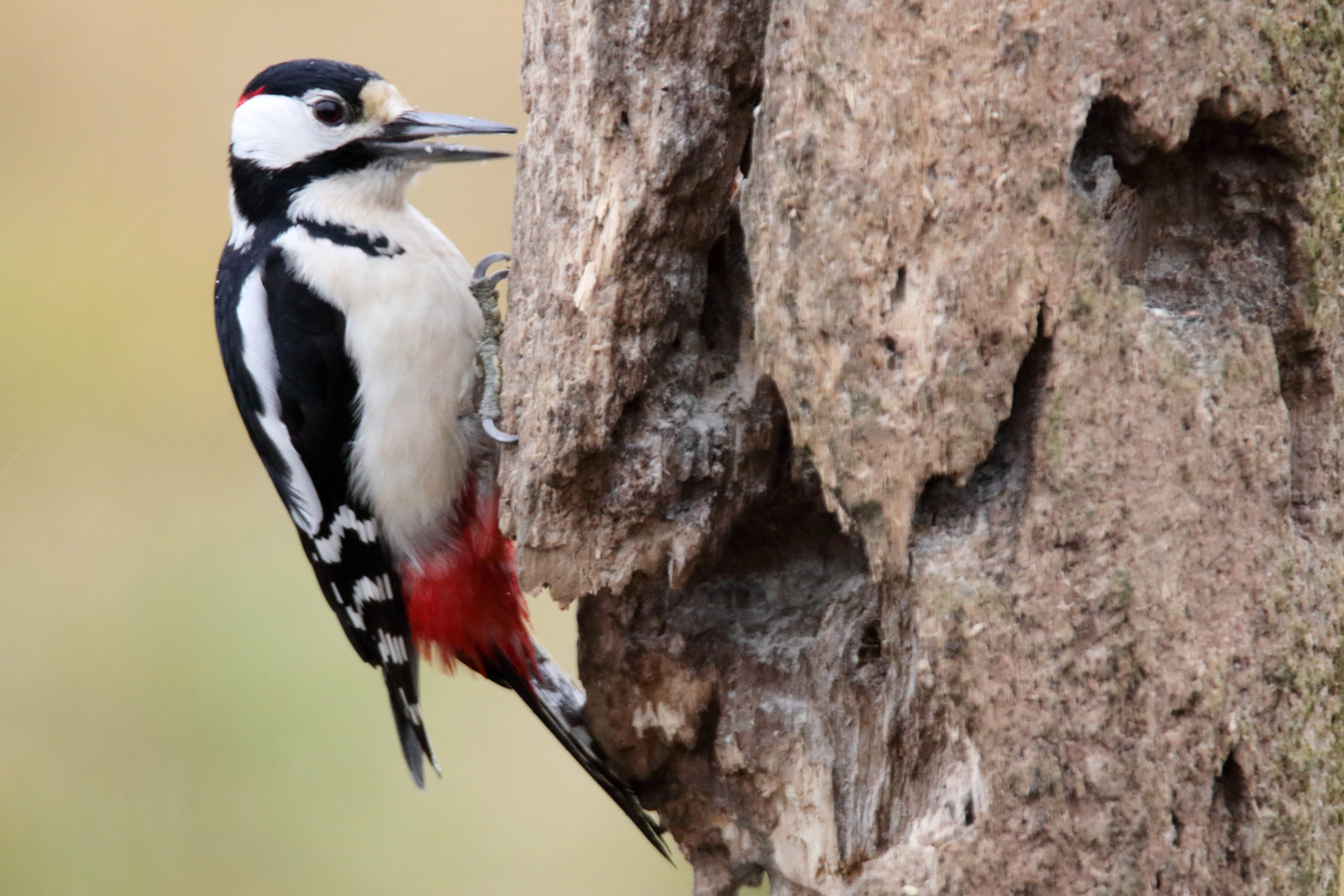 Red Woodpecker