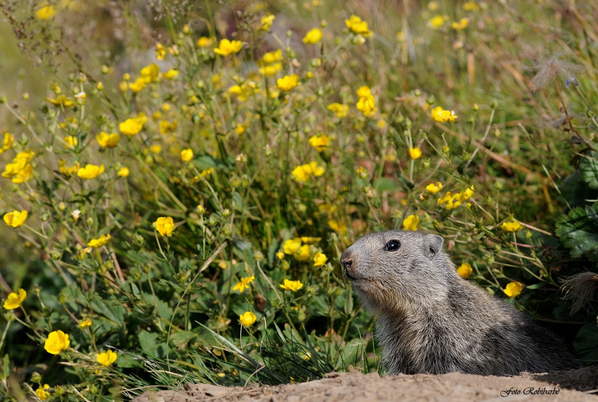 Marmotta