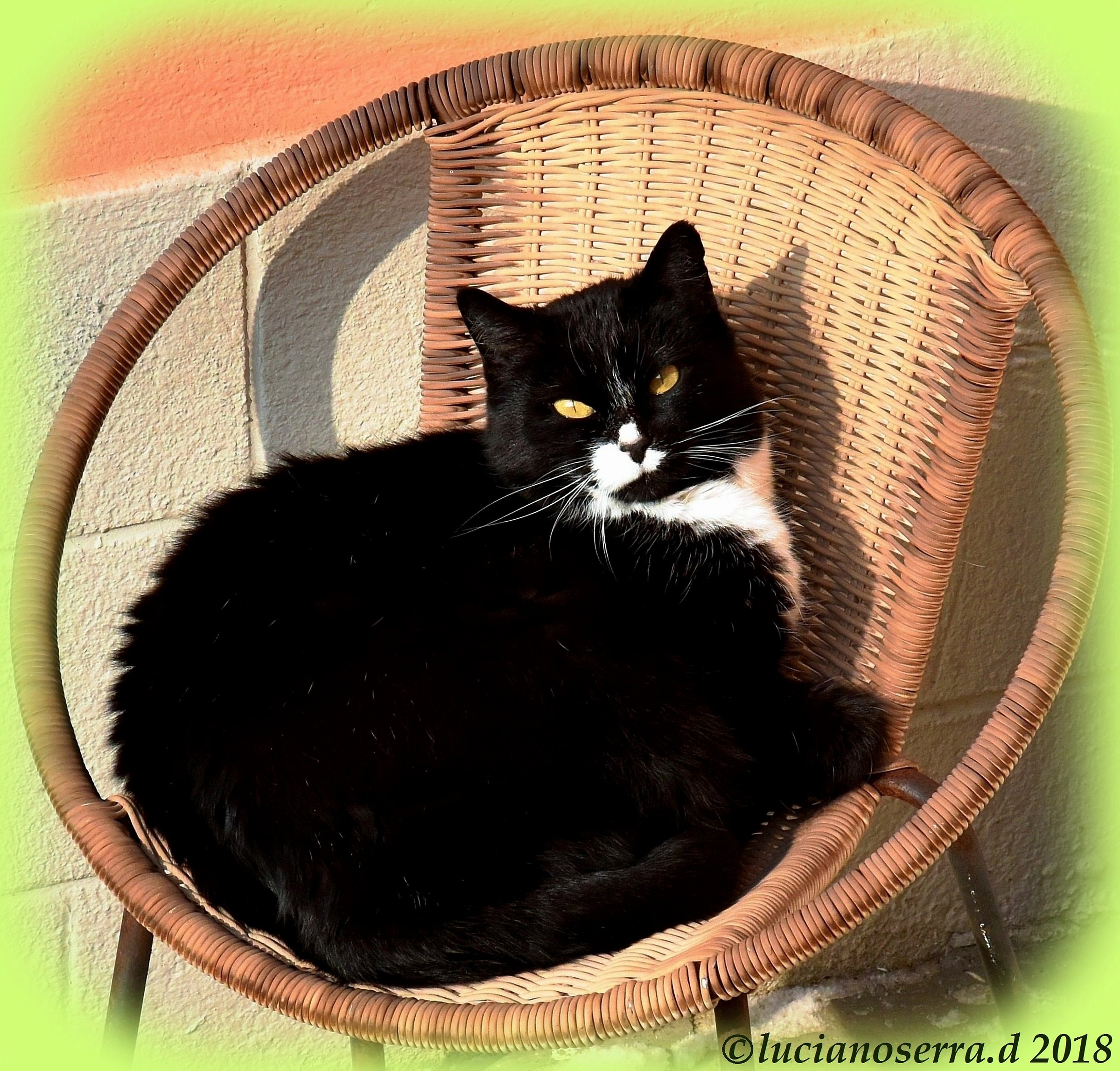 Una figlia della Micina... sulla sua sedia personale