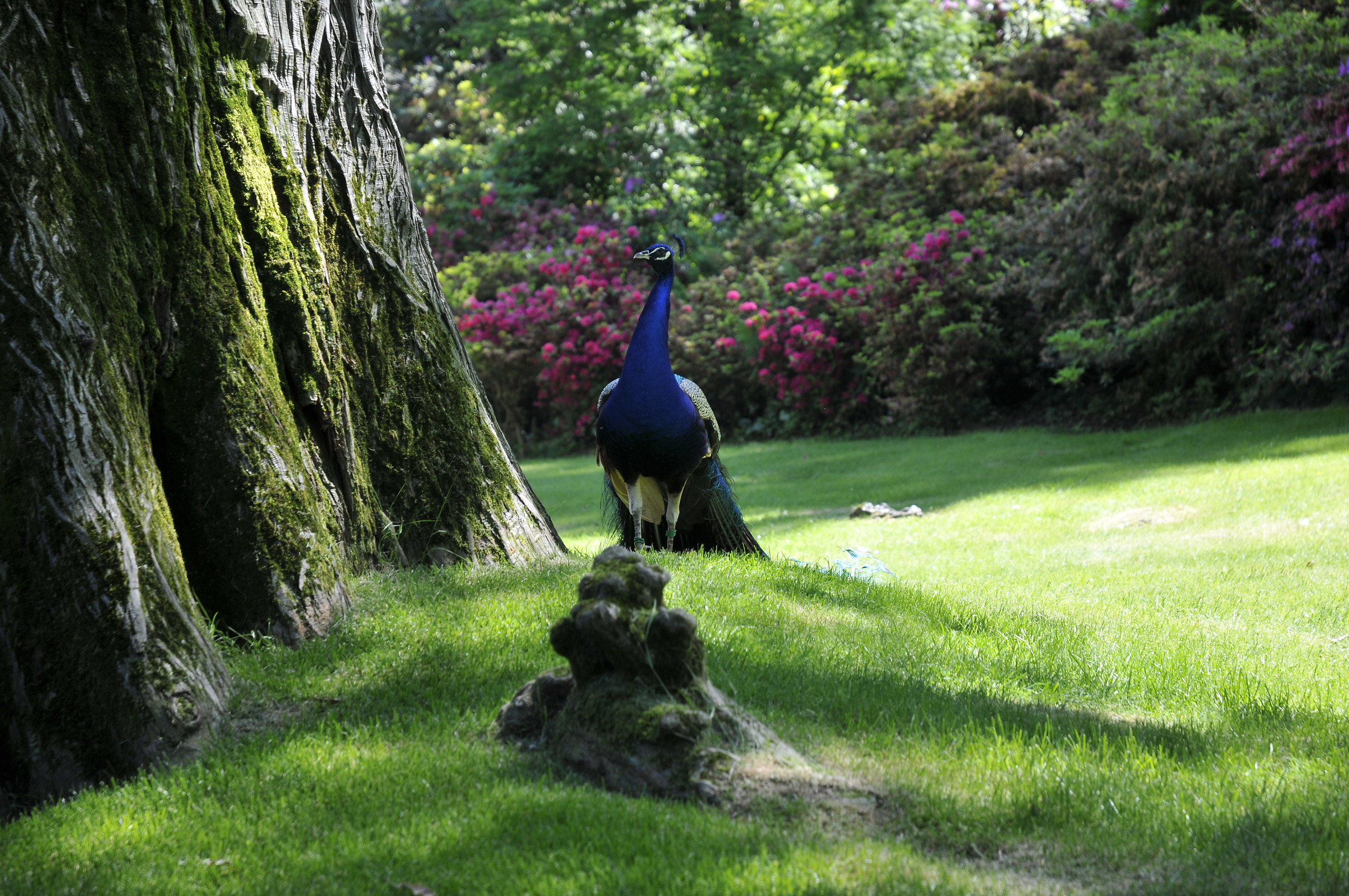 The beauty of the peacock - mother island (Lago Maggiore)