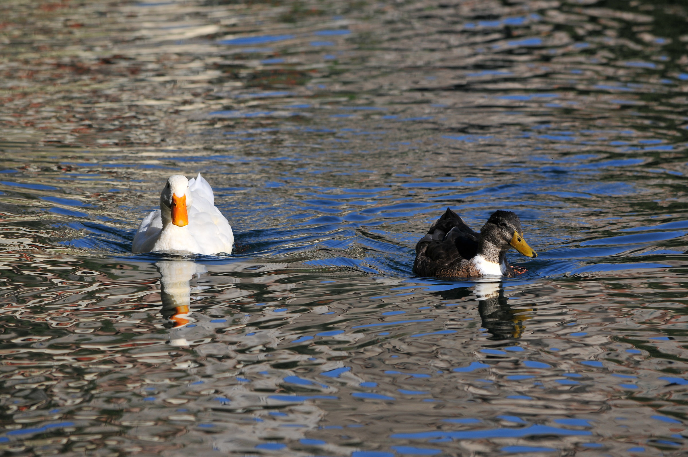 Ducks at Peschiera di Santa Fiora (Grosseto)