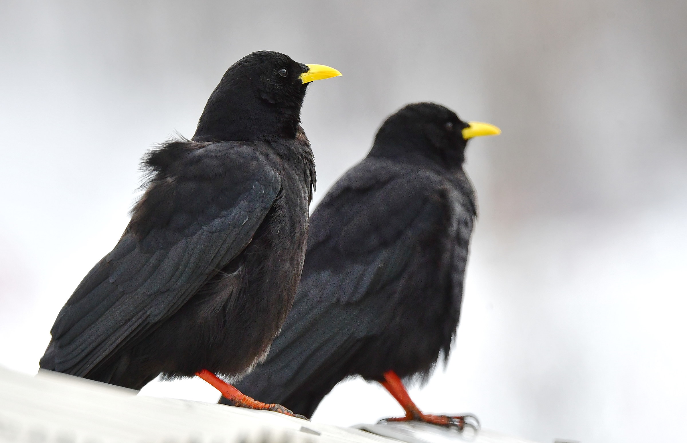 Pyrrhocorax graculus