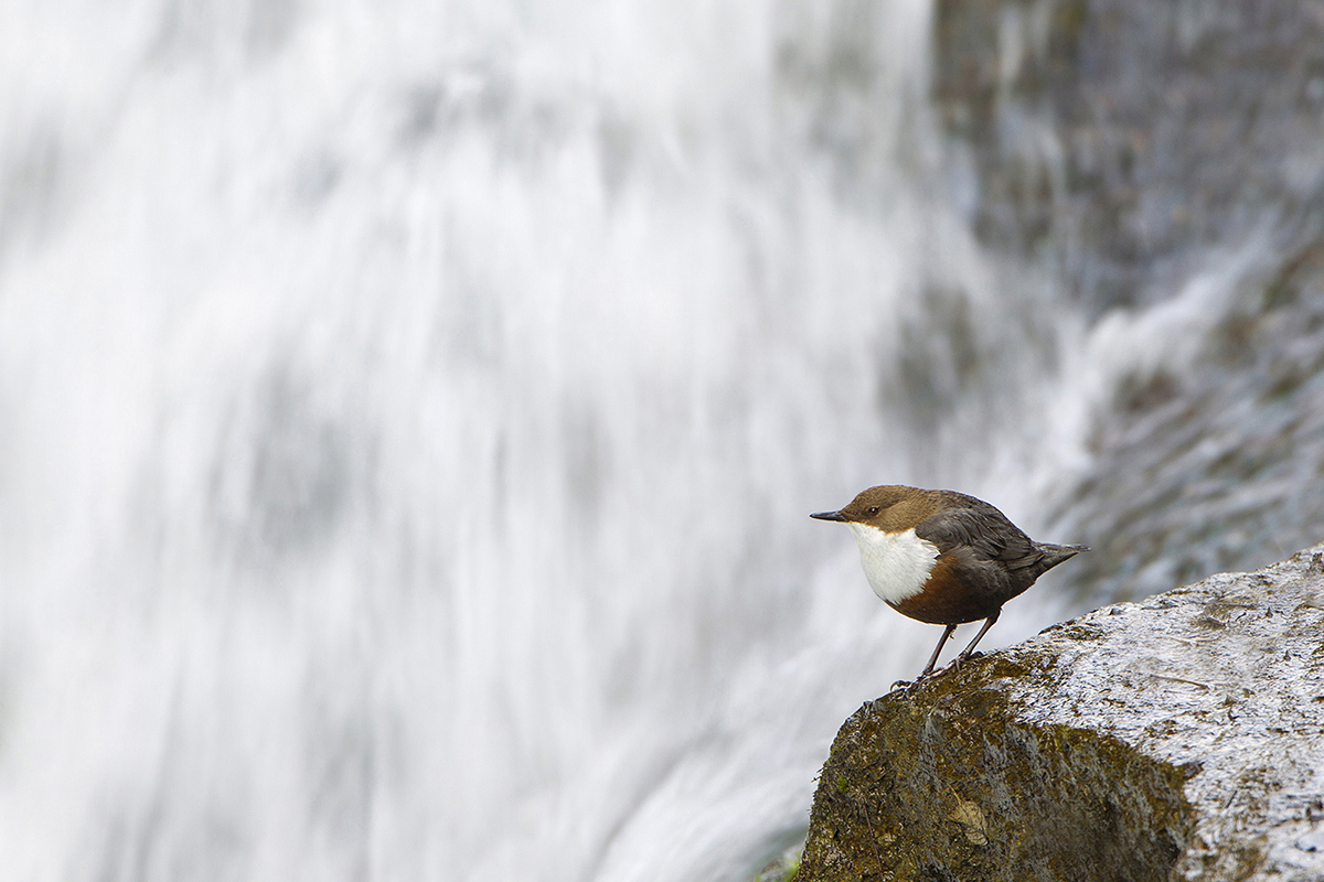 The blackbird and the waterfall