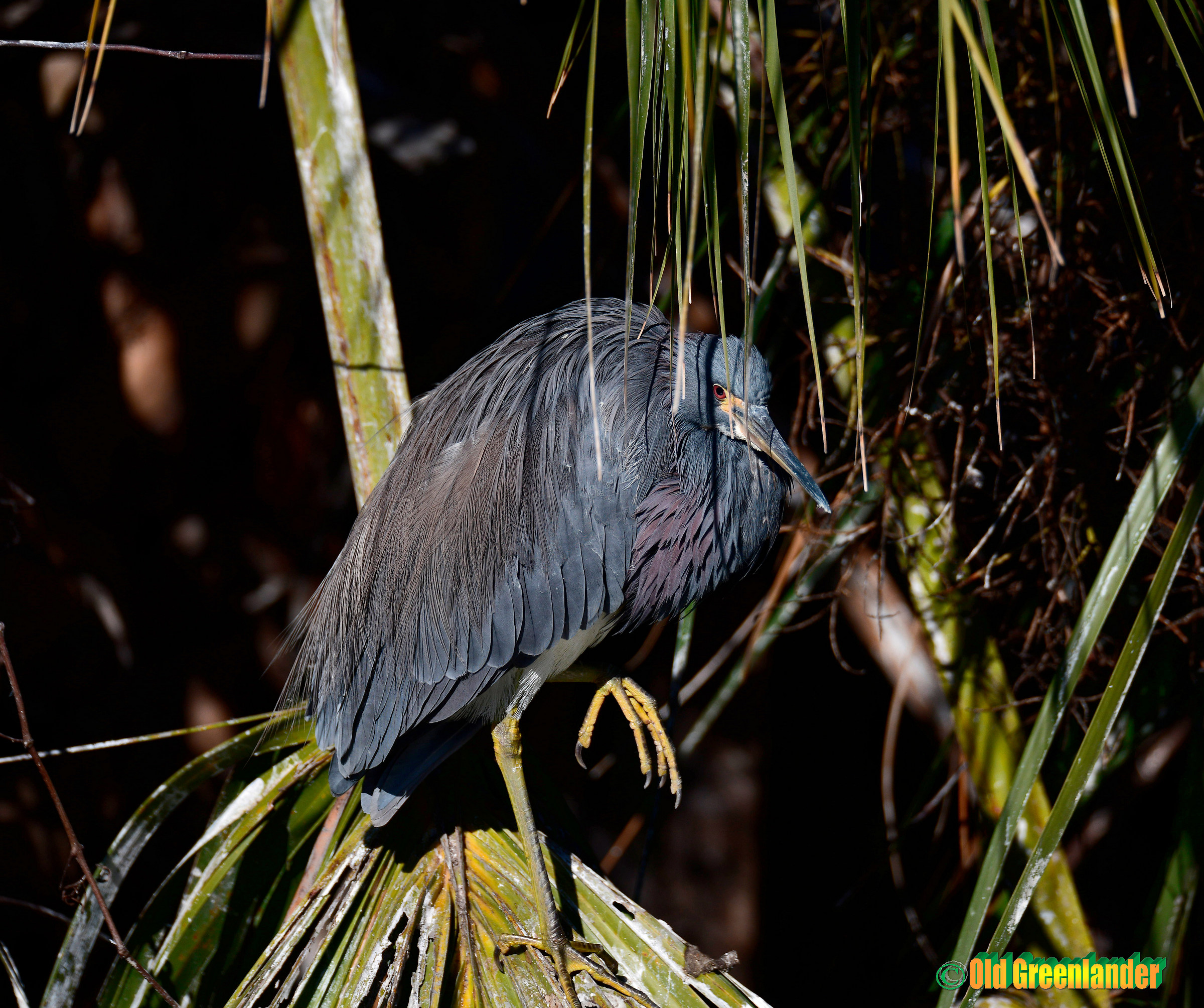 Tricolored Heron