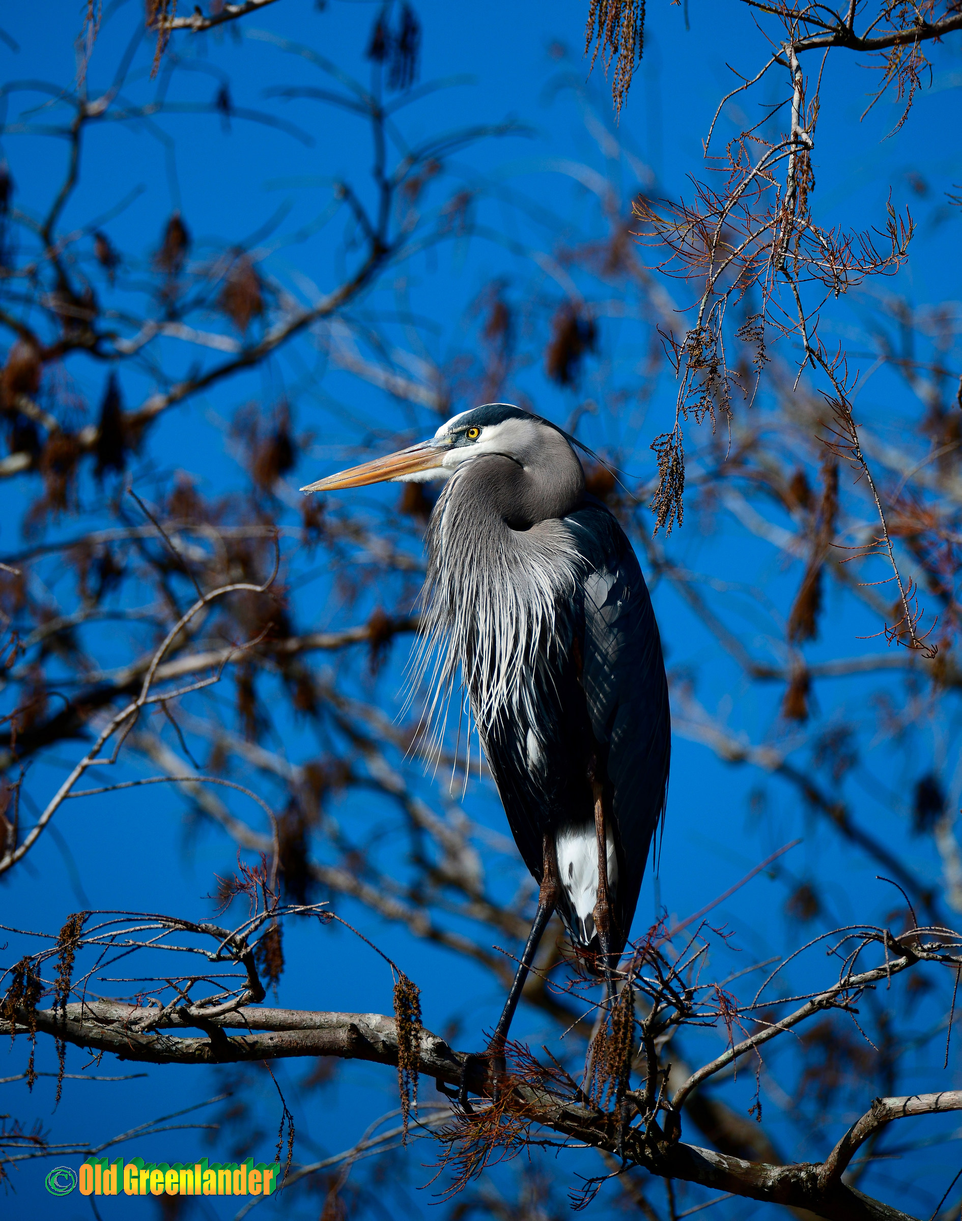 Great Blue Heron
