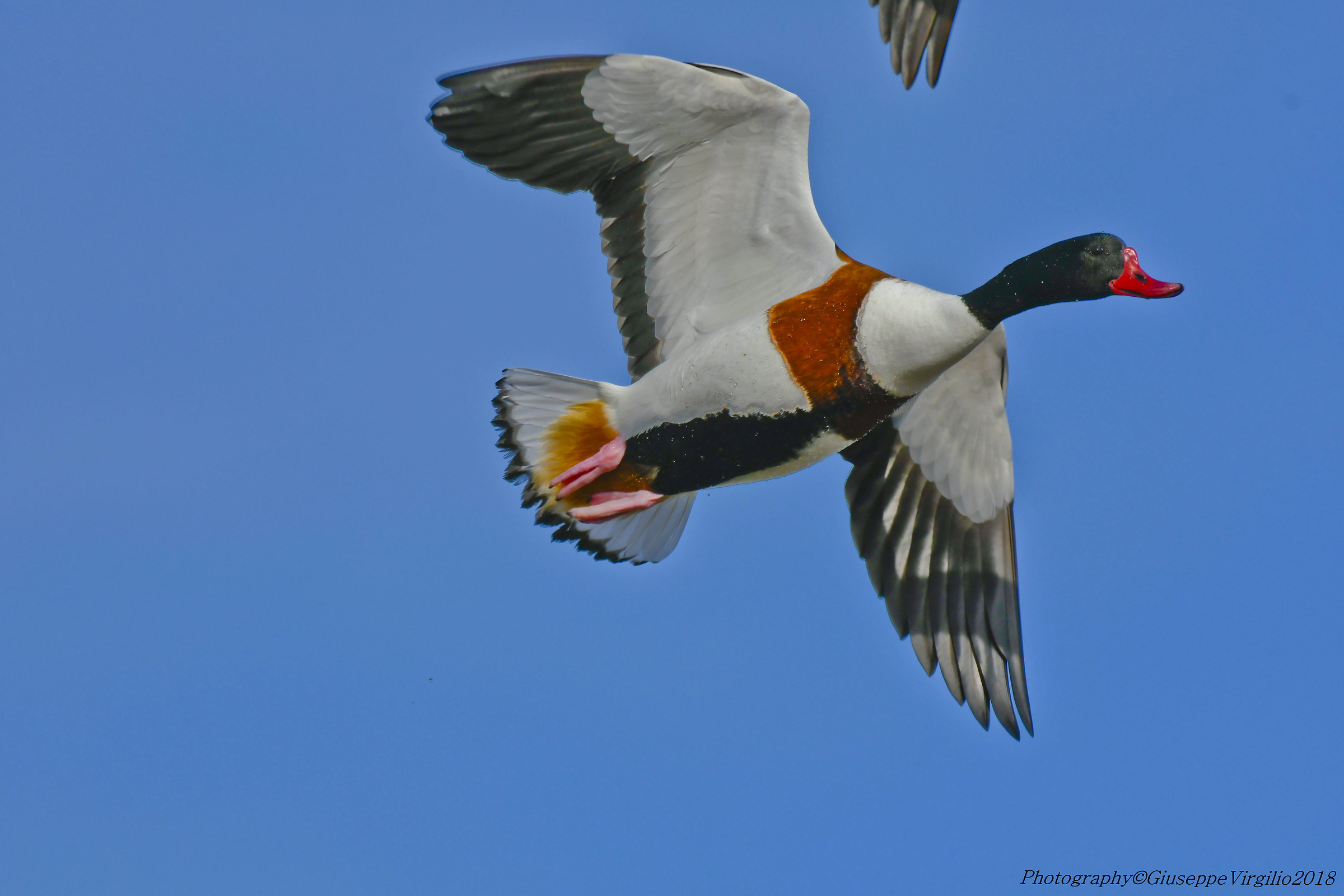 Volpaca (Northern Sardinia 2018)