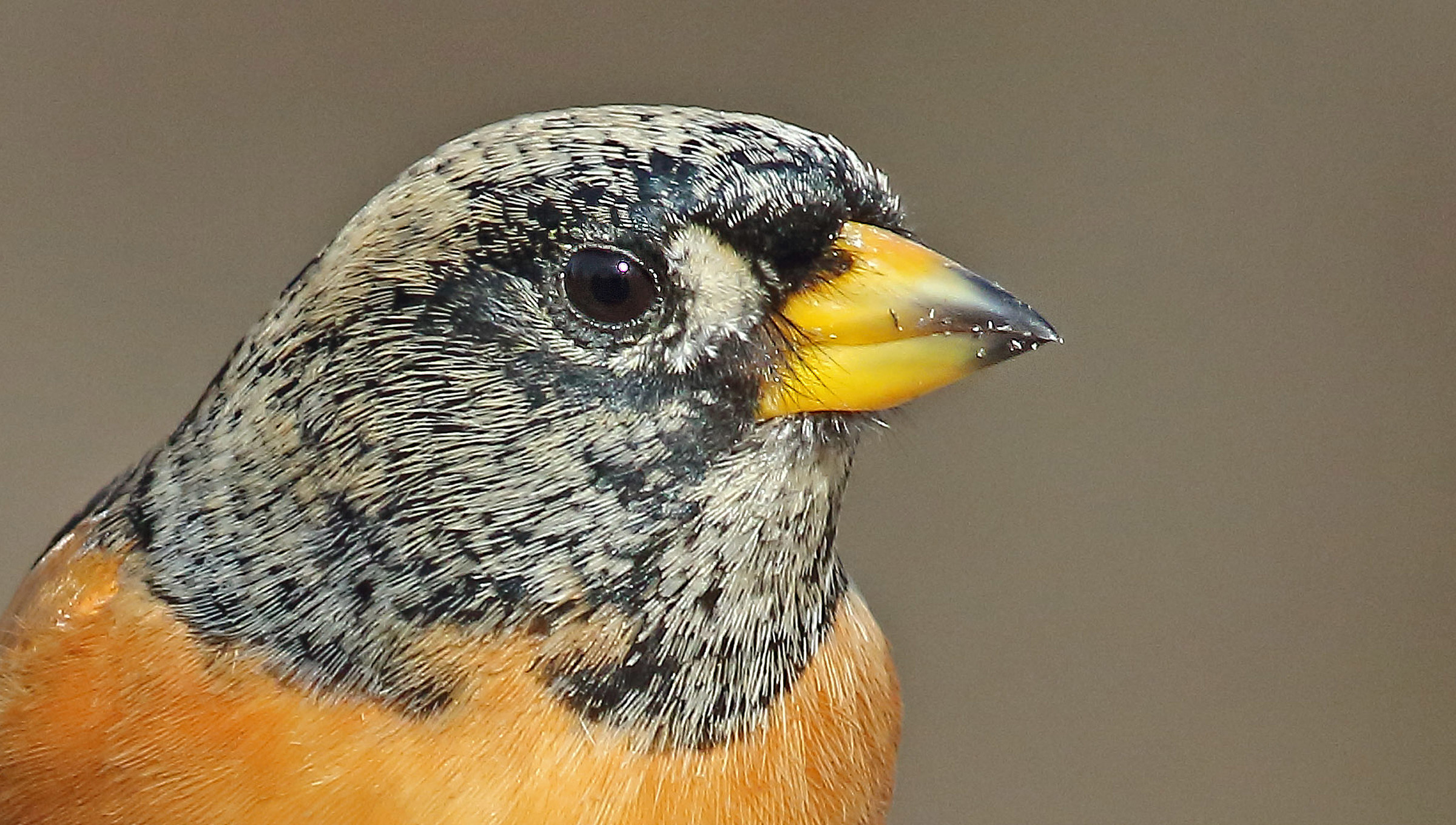 Ritratto di peppola maschio