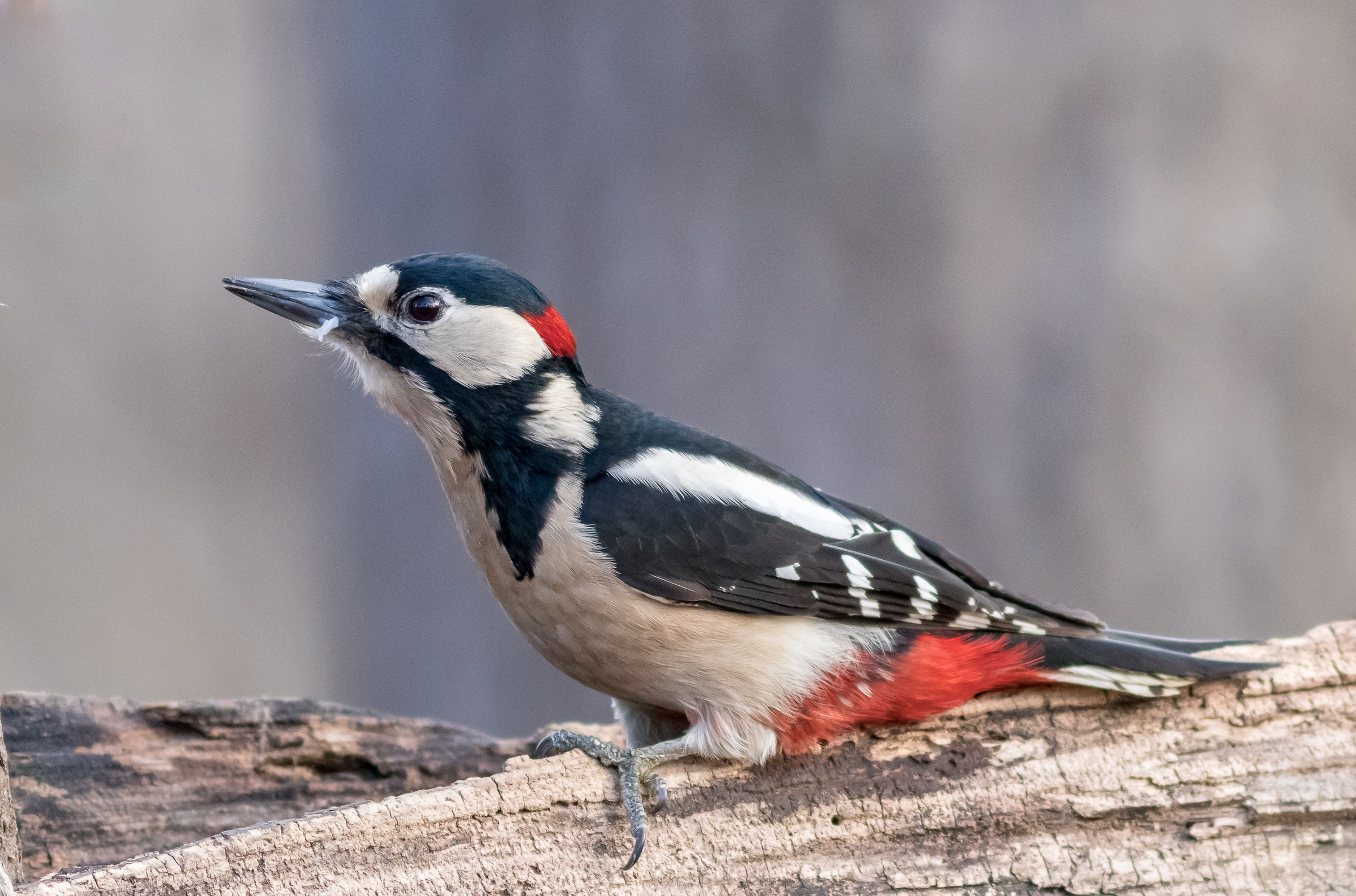 Picchio rosso maggiore