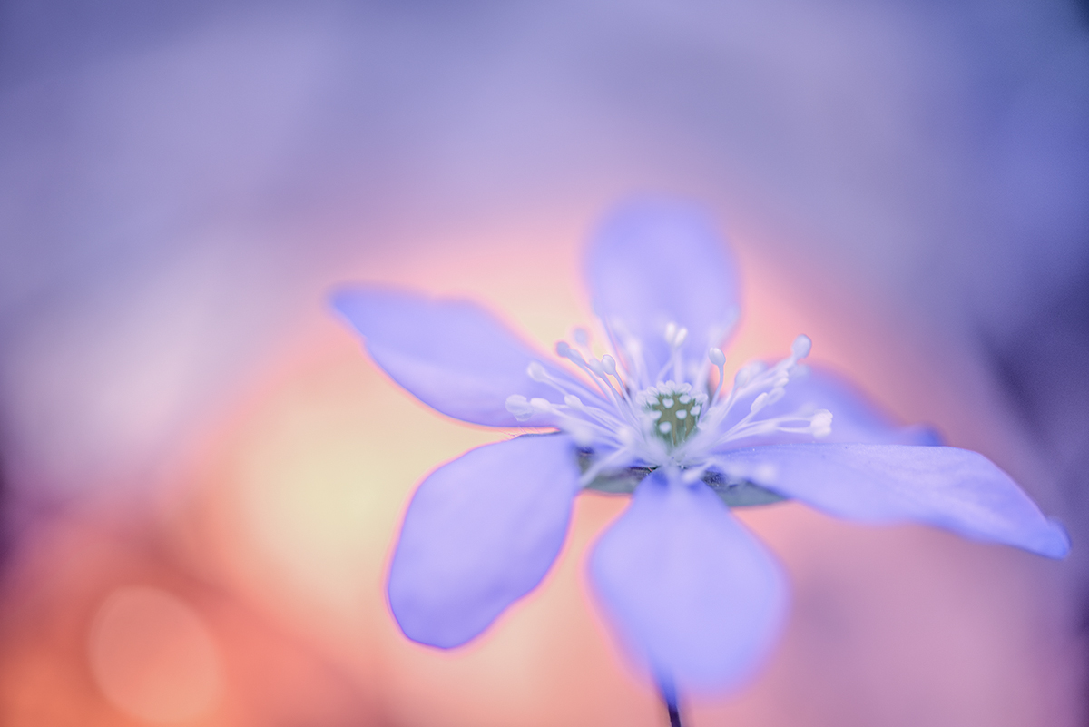 the colors of spring