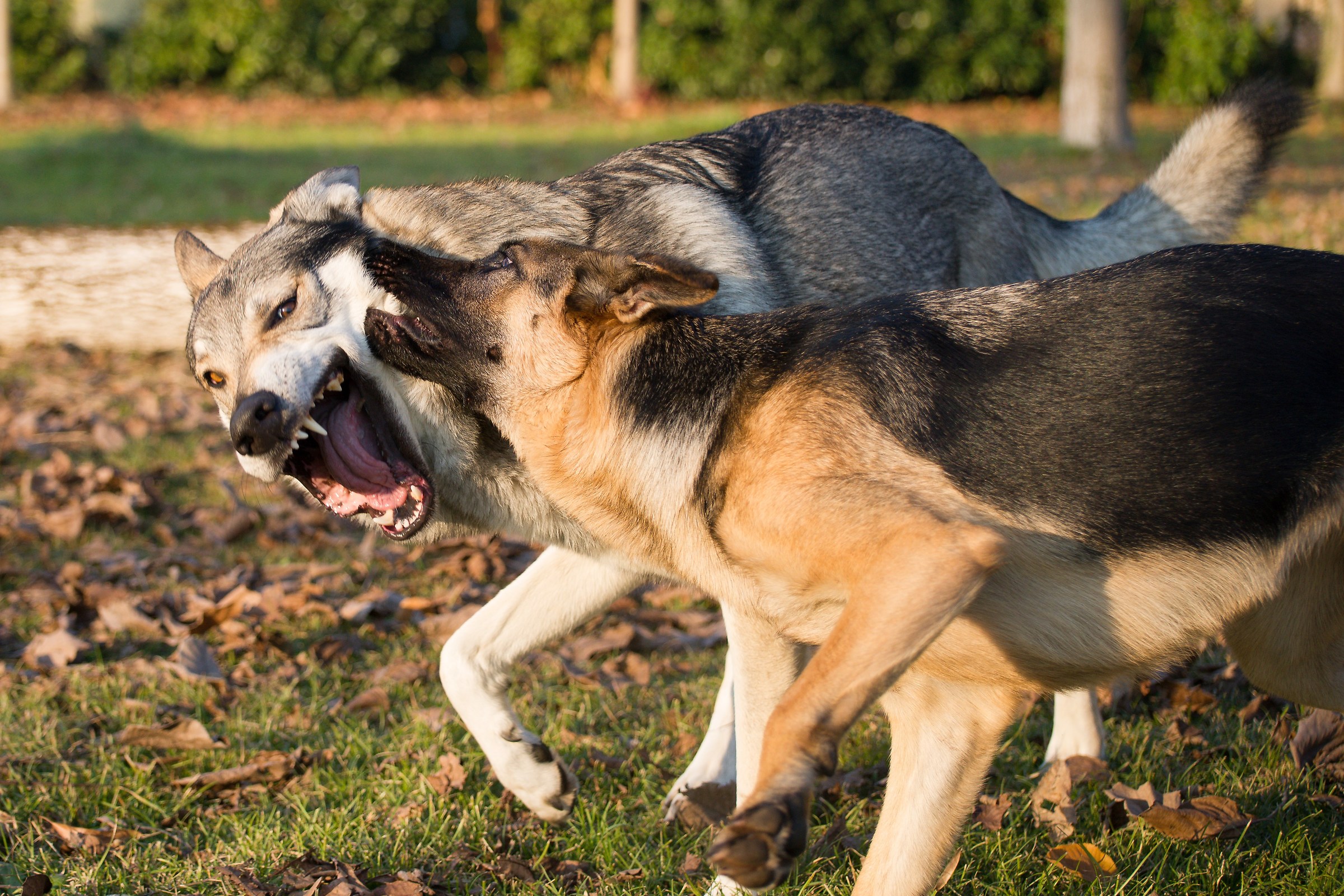 Che bocca grande che hai!