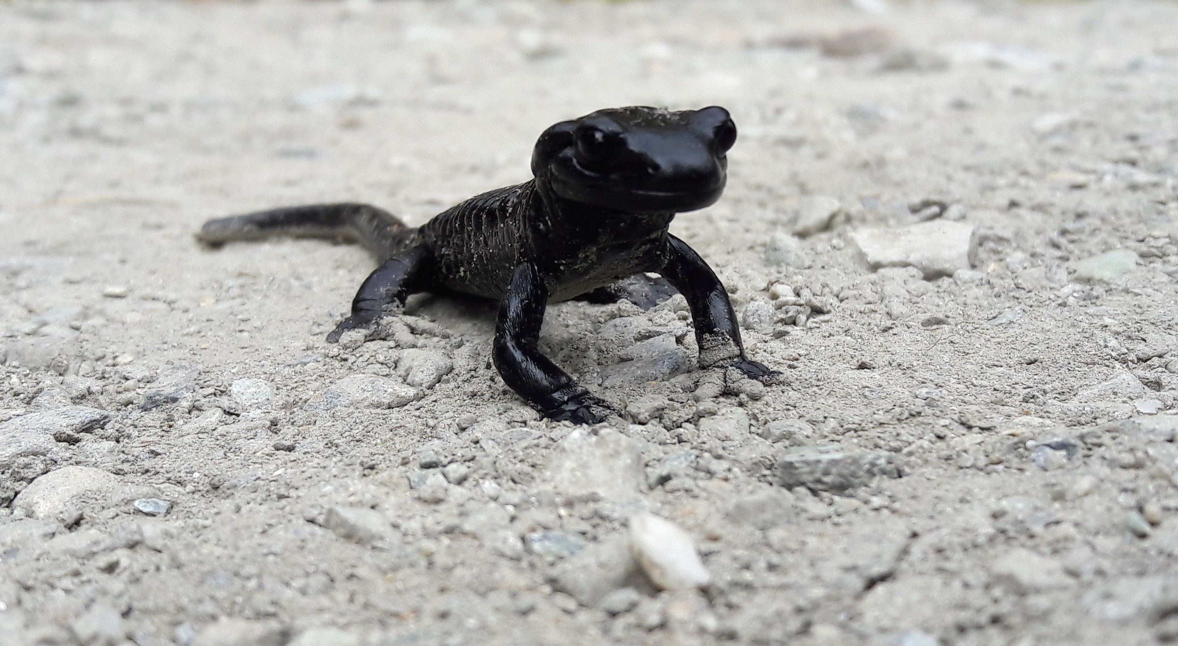 Salamanza of Lanza (Salamandra lanzai)