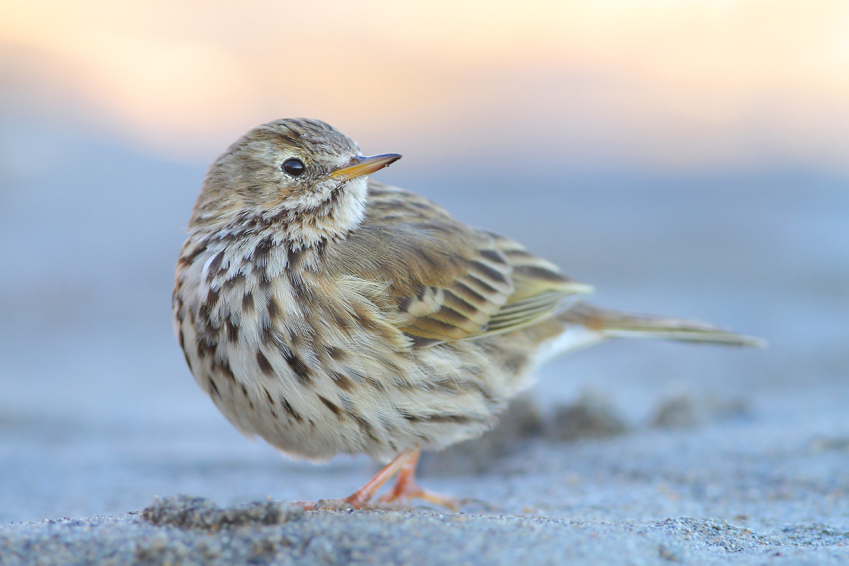 Pipit