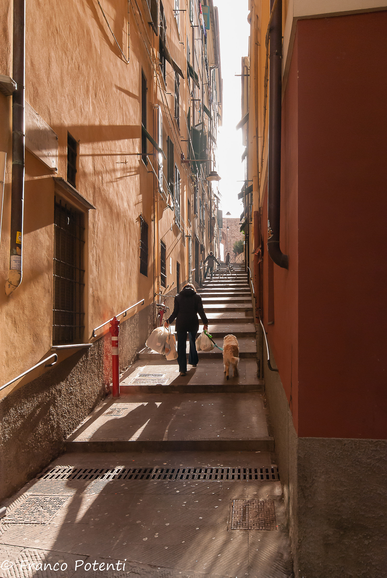 Genoa Ascent of the Greek broad bean