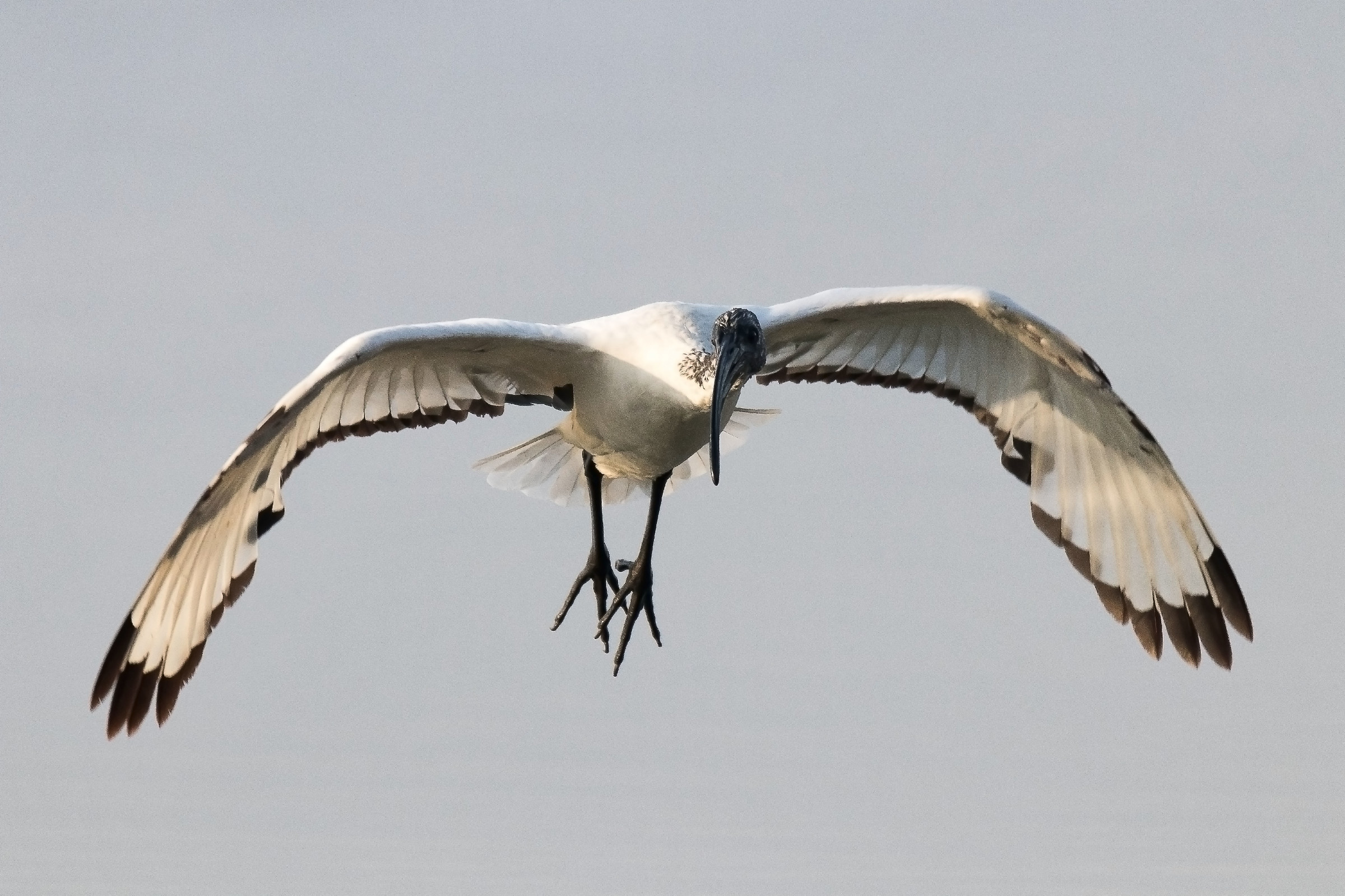 The sacred flight of the Ibis