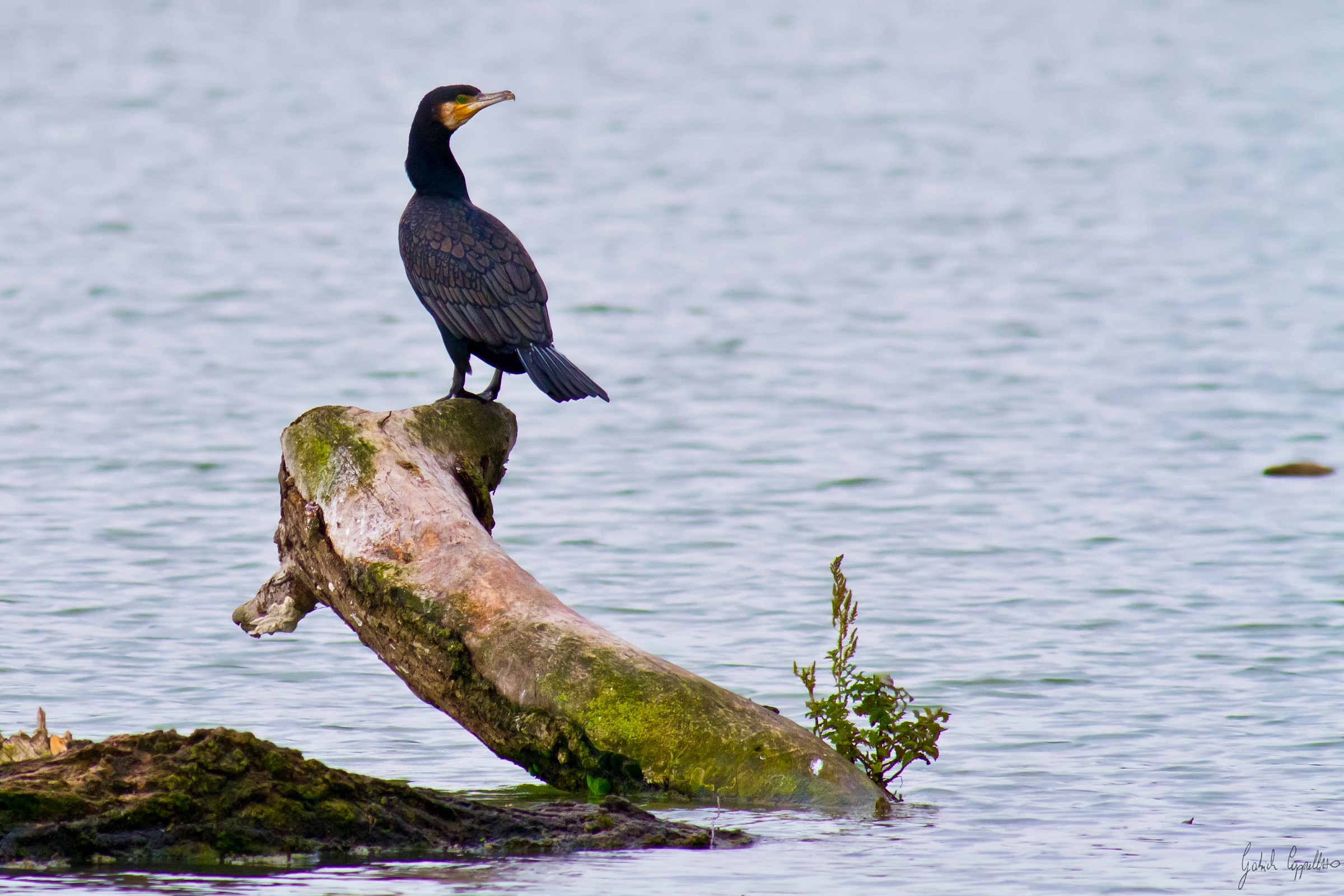 Cormorant (Phalacrocorax carbo)