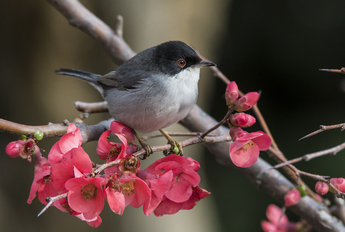 Maschio di occhiocotto