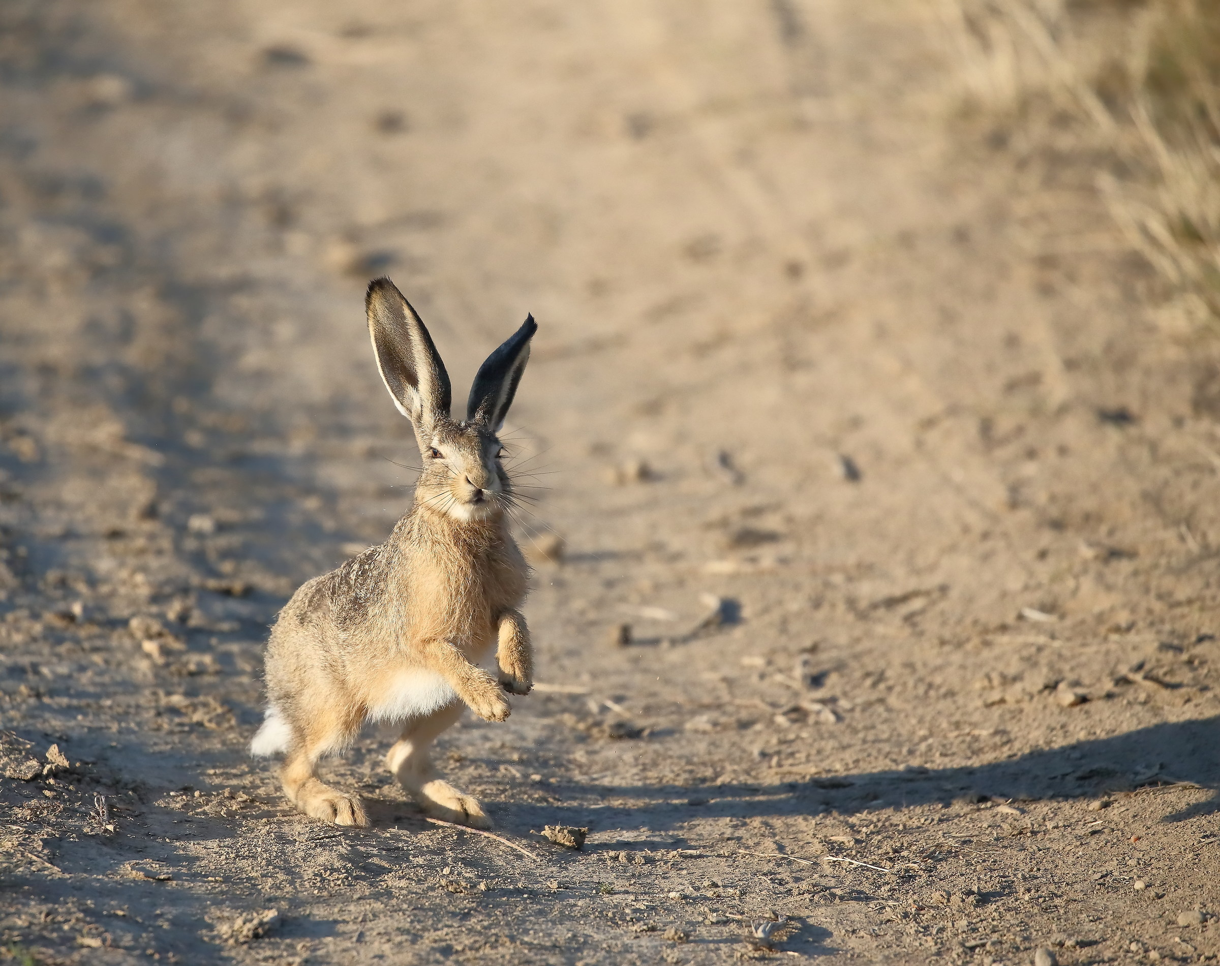 Prancing european hare