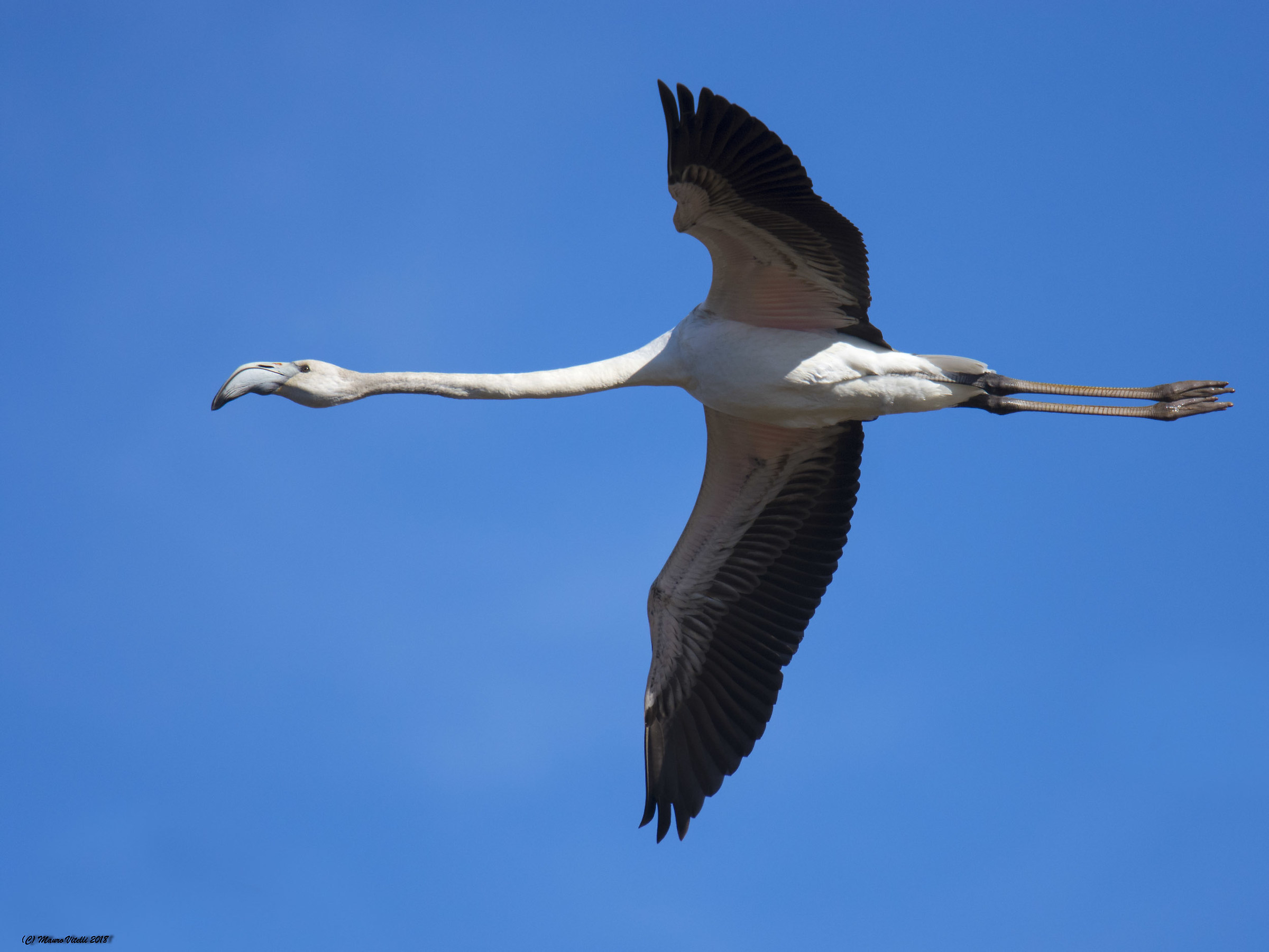 Un bel giovanotto sopra di me...