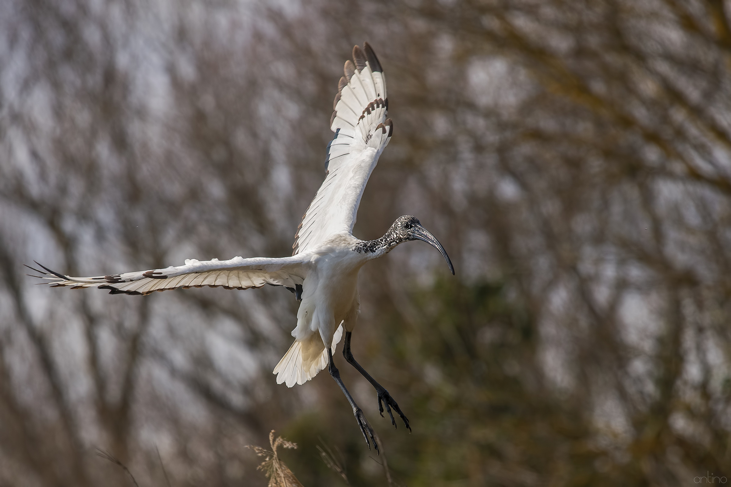 Sacred Ibis