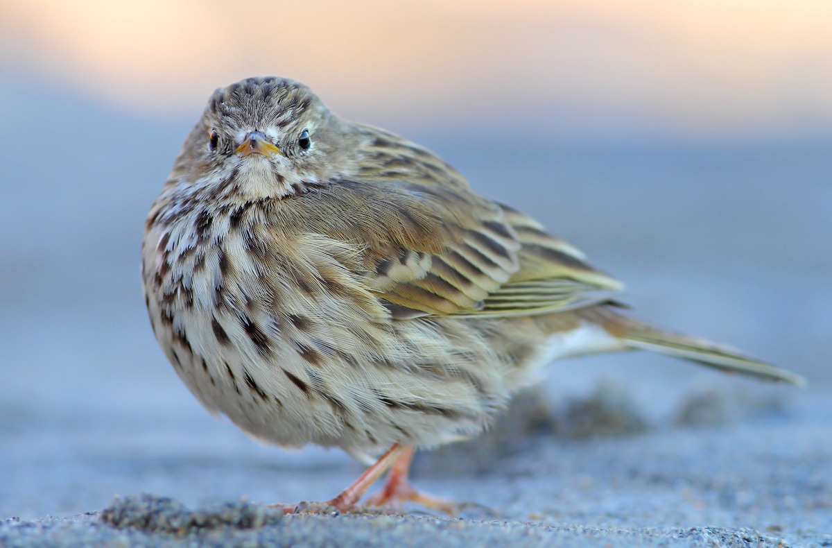 Pipit