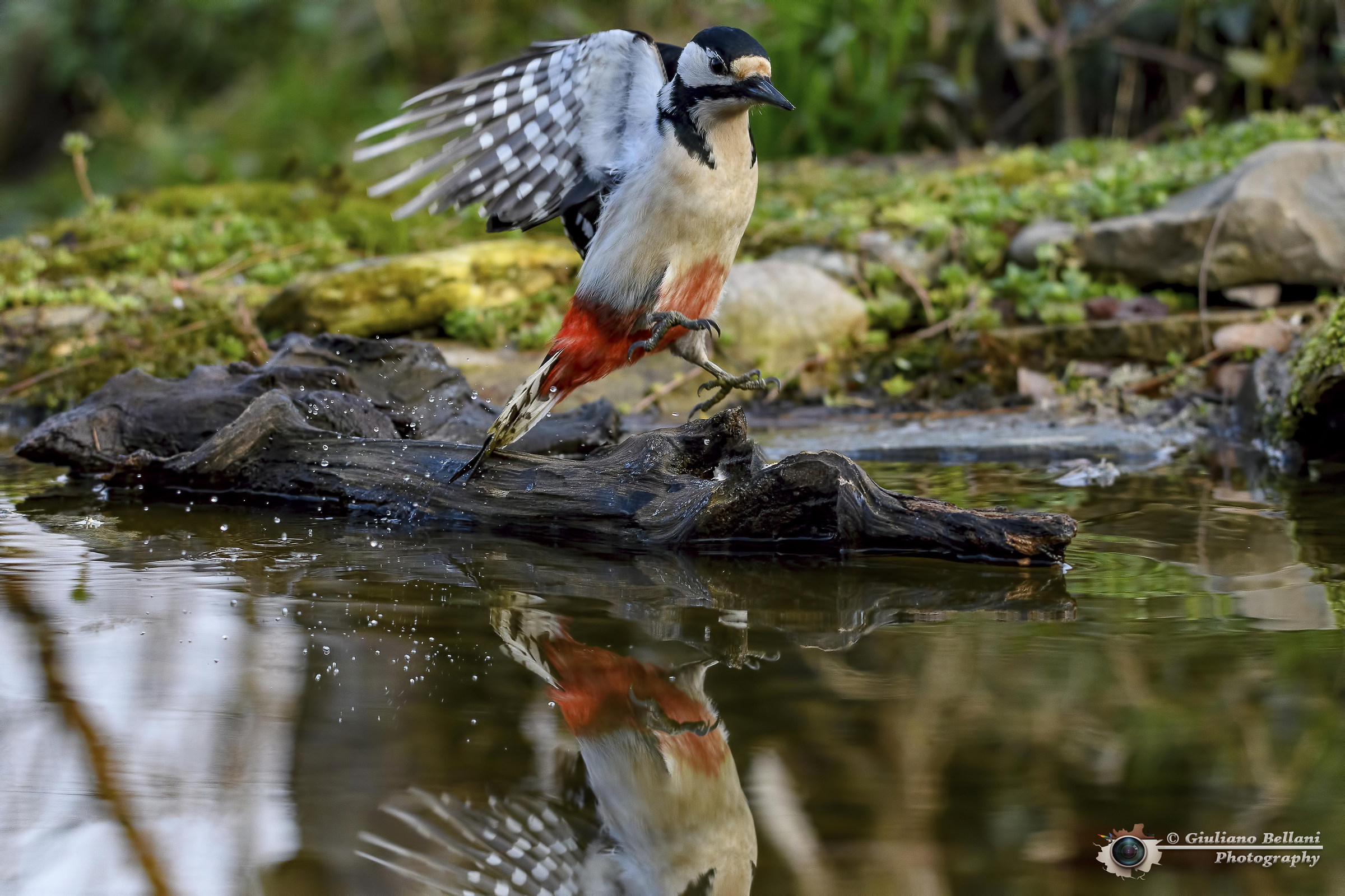 Picchio Rosso Maggiore
