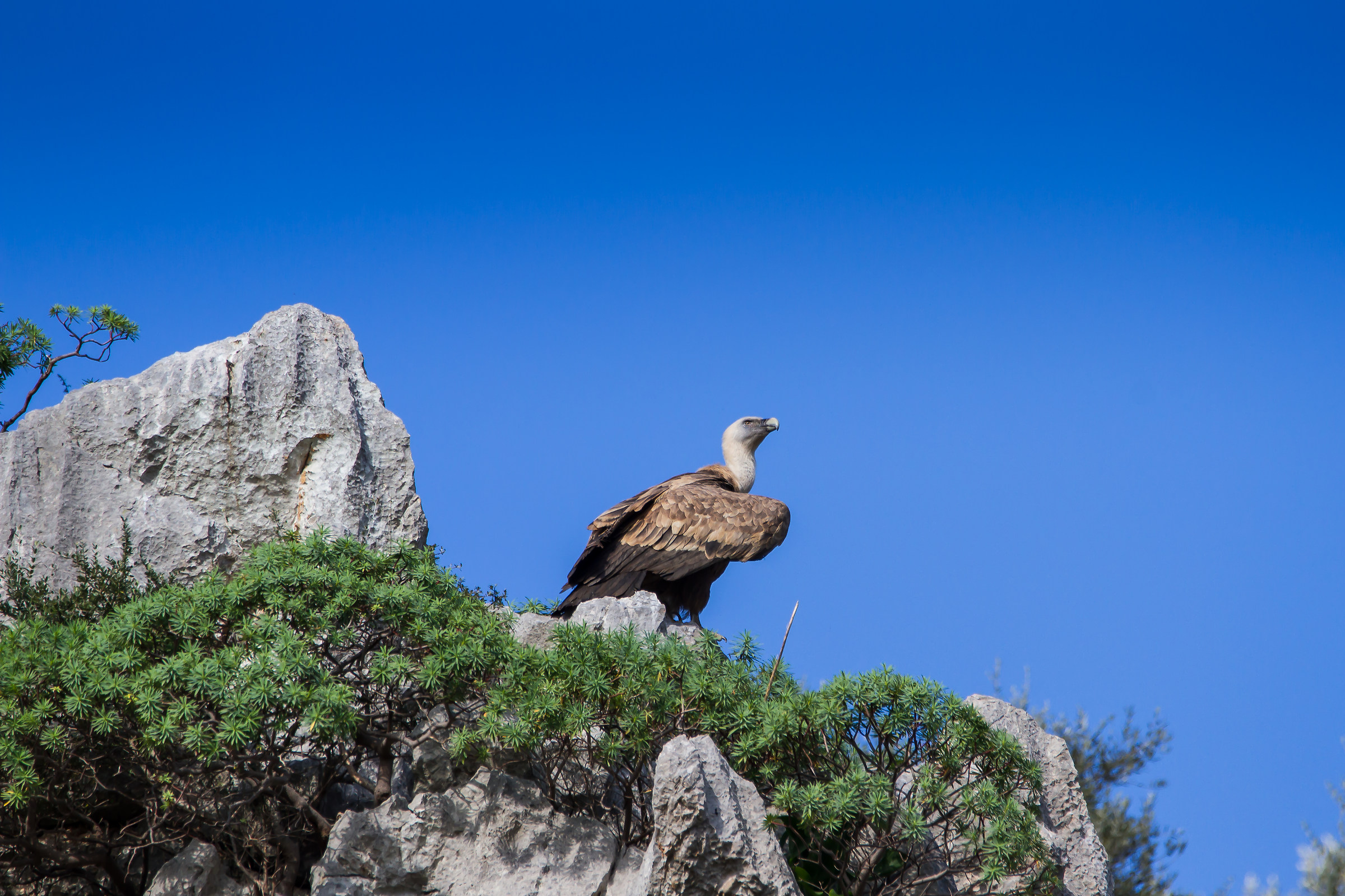 Grifone - Gyps fulvus - Alcara Li Fusi, Messina