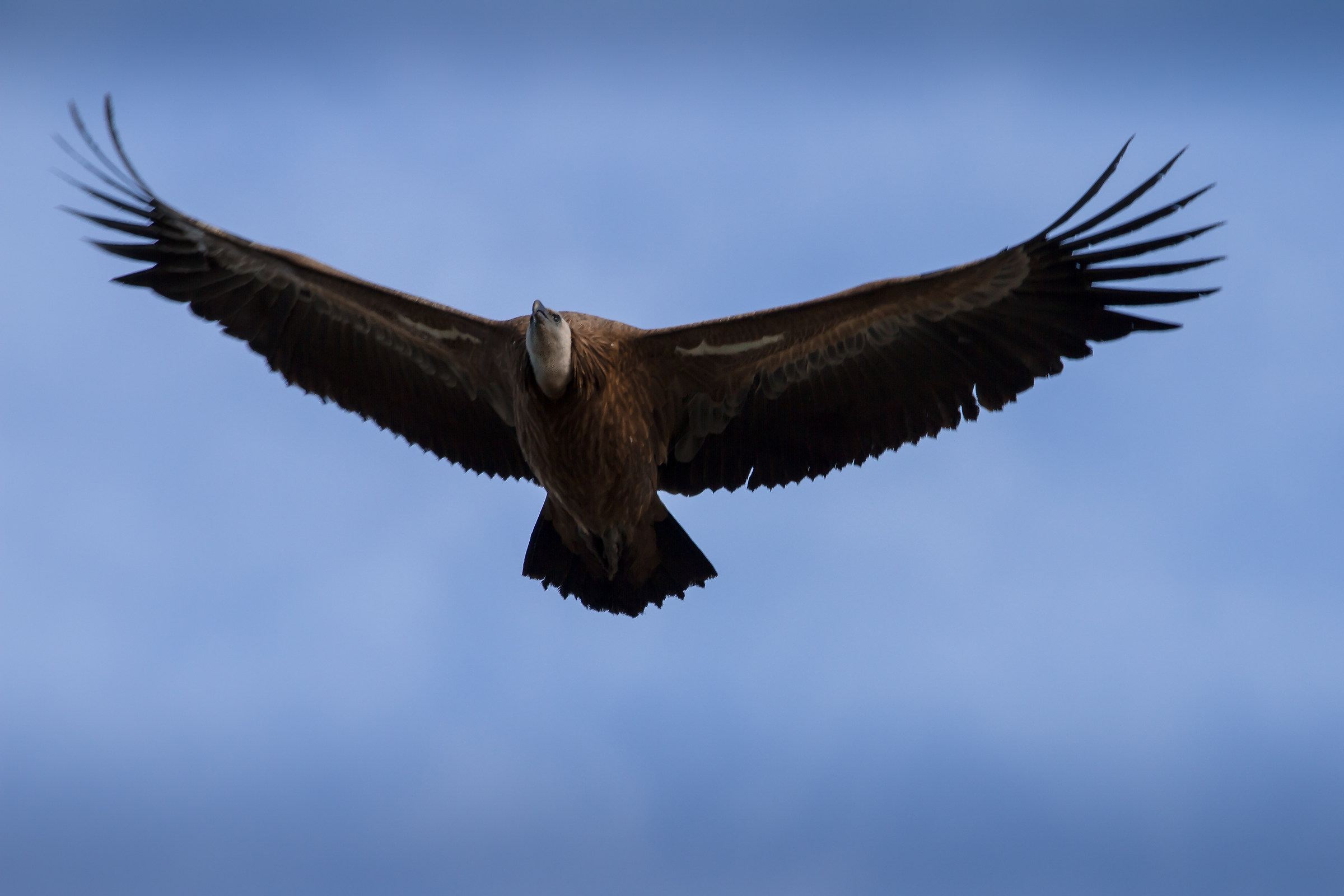 Grifone - Gyps fulvus - Alcara Li Fusi - Messina
