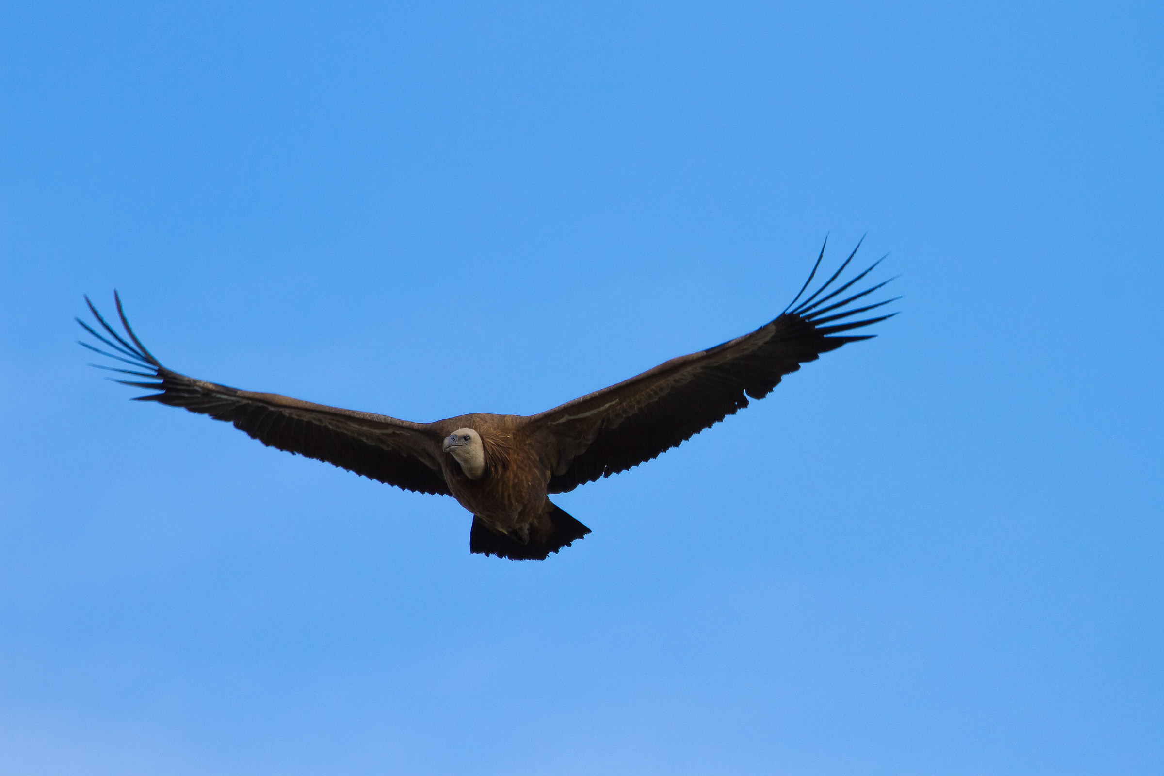 Grifone - Gyps fulvus - Alcara Li Fusi - Messina