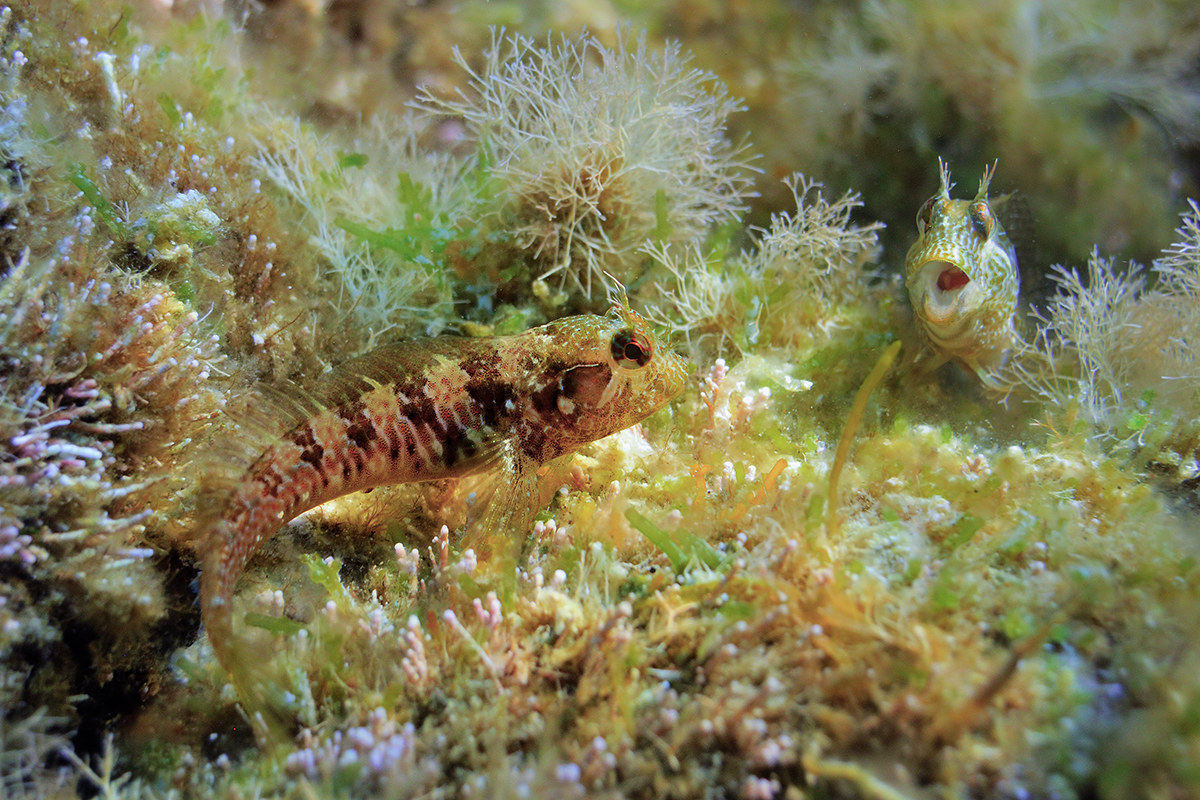 Mediterranean Bavose