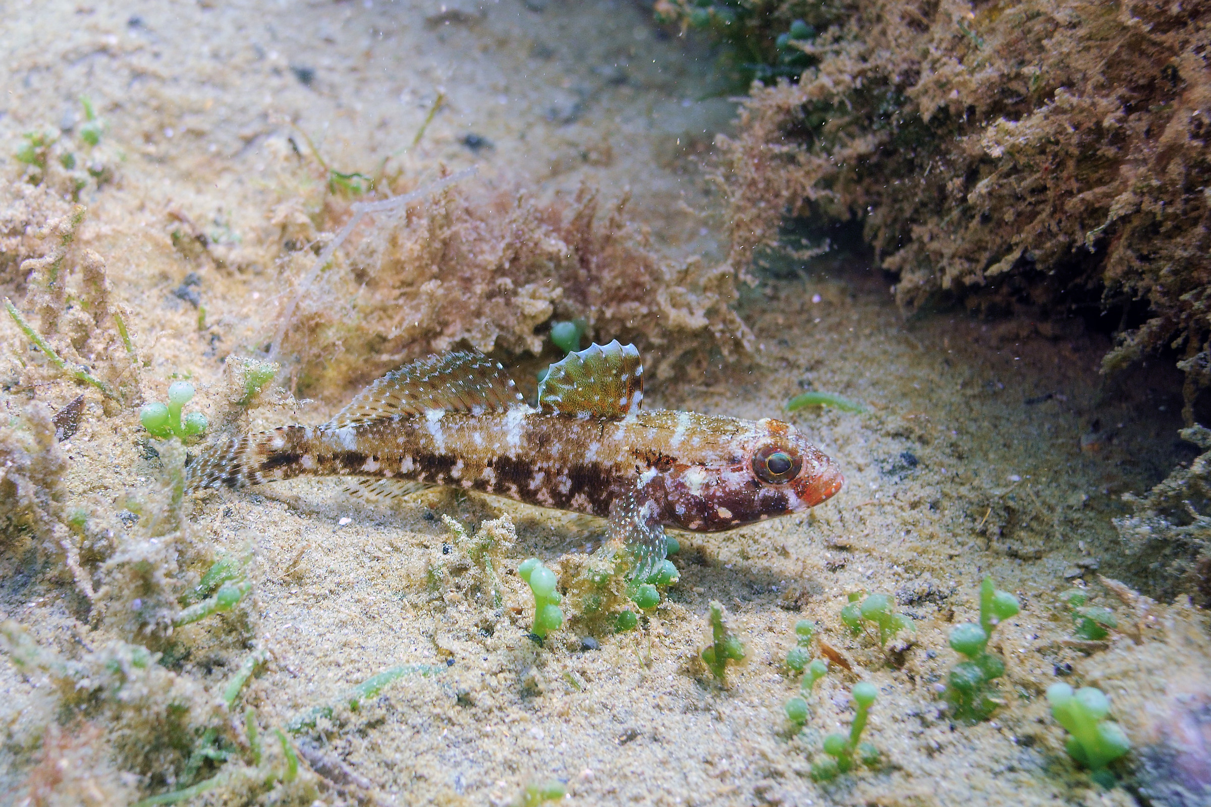 Red-mouthed goby