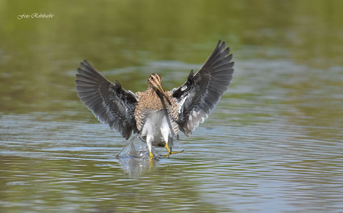 Snipe .. splash ...