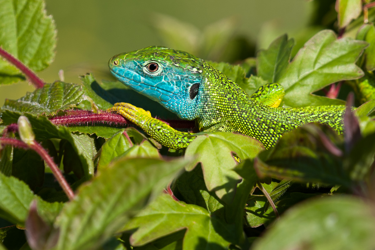 Ramarro (Lacerta bilineata) in thermoregulation ...