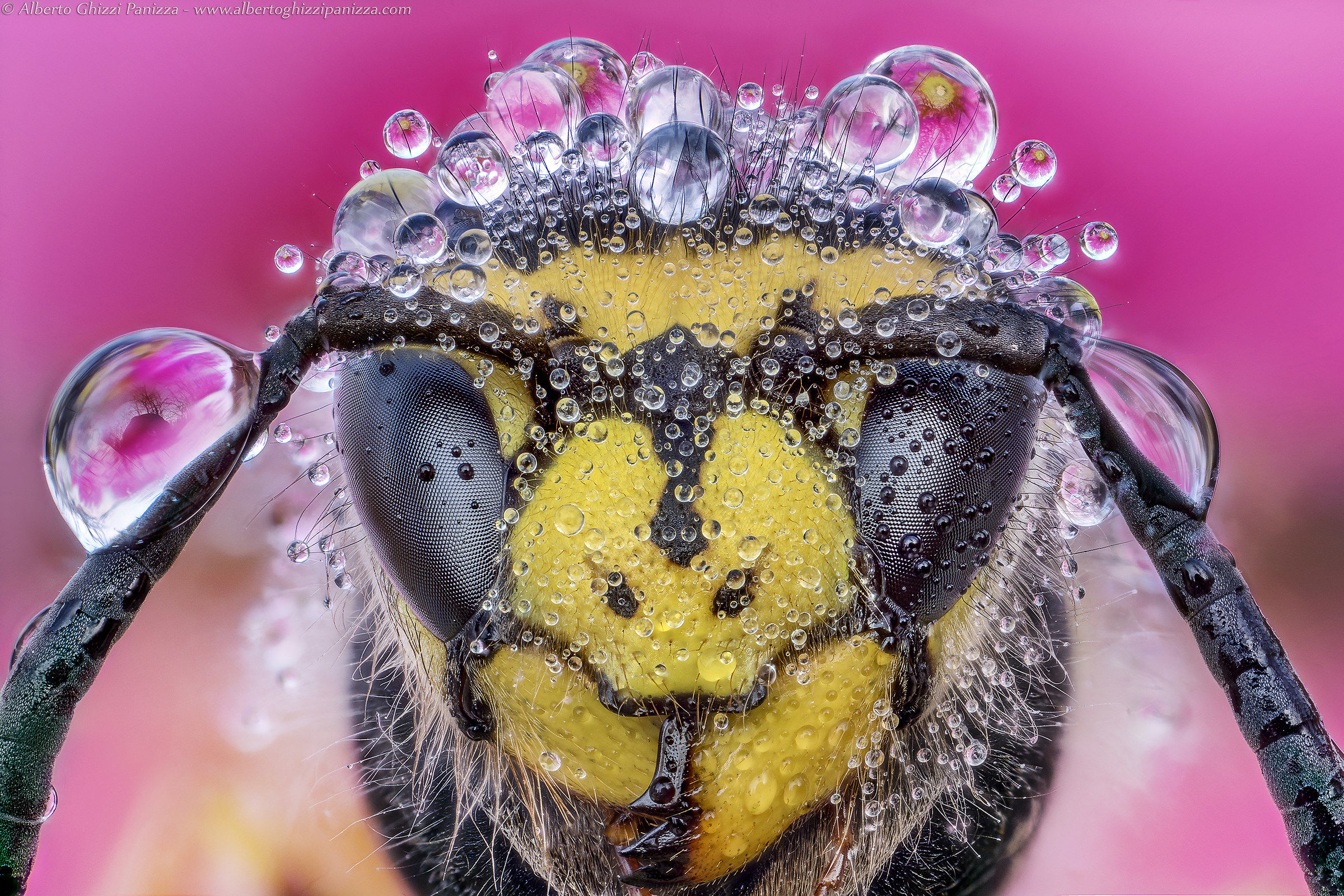 25mm Ultra Macro Lens ... first sample tests